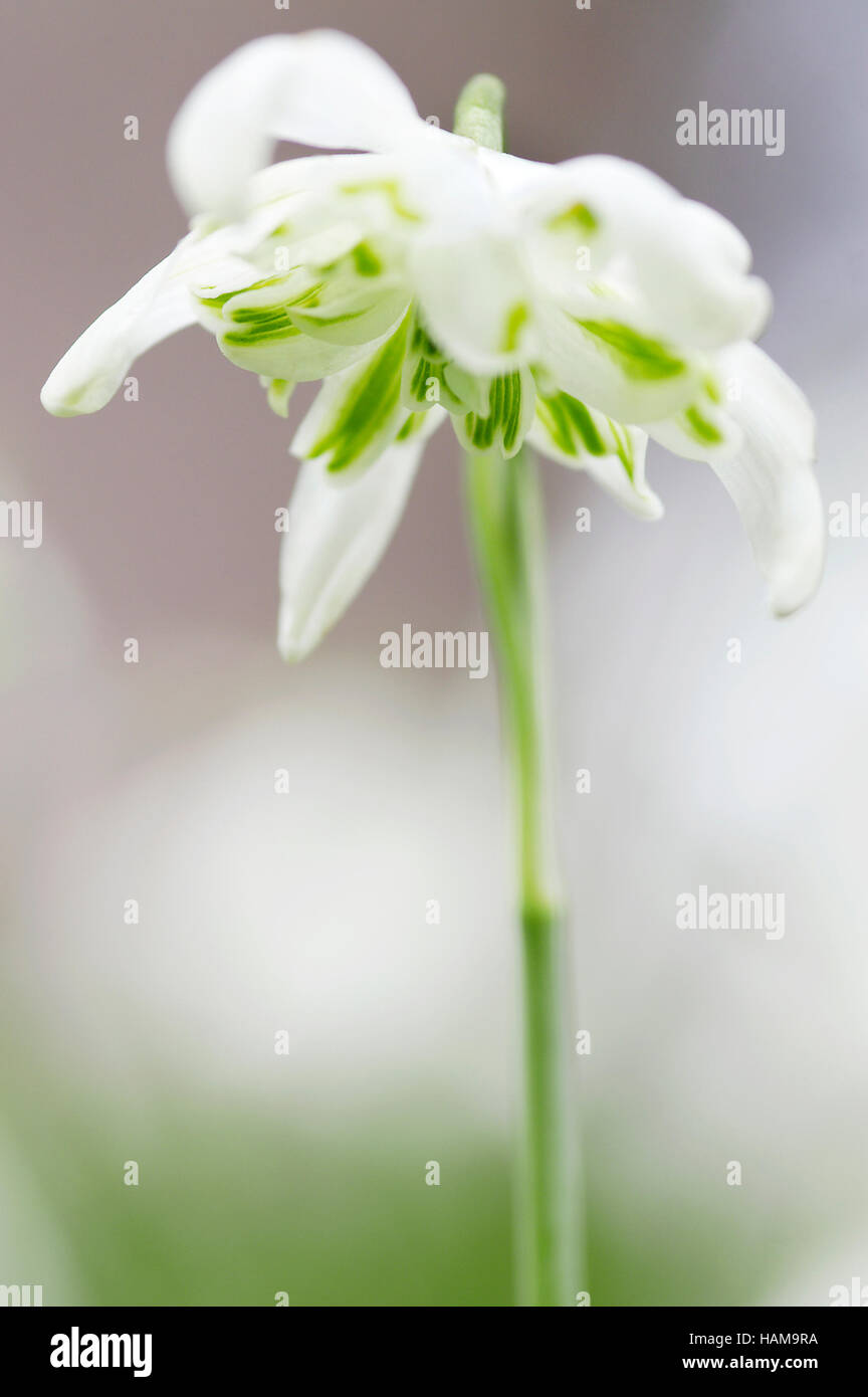 Galanthus Nivalis Flore Pleno Blume Nahaufnahme Stockfoto