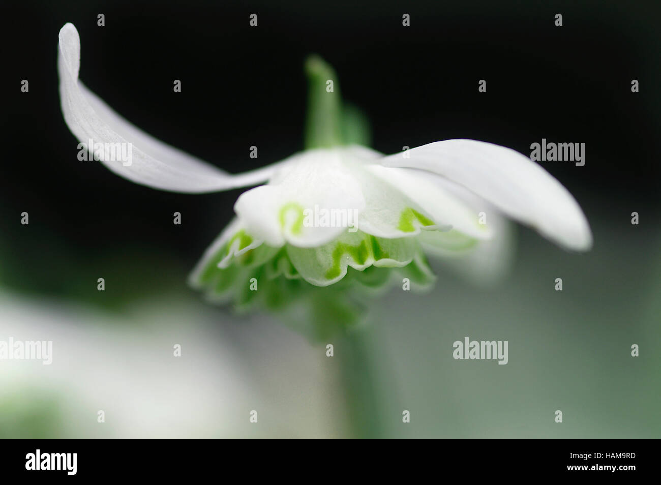 Galanthus Nivalis Flore Pleno Blume Nahaufnahme Stockfoto
