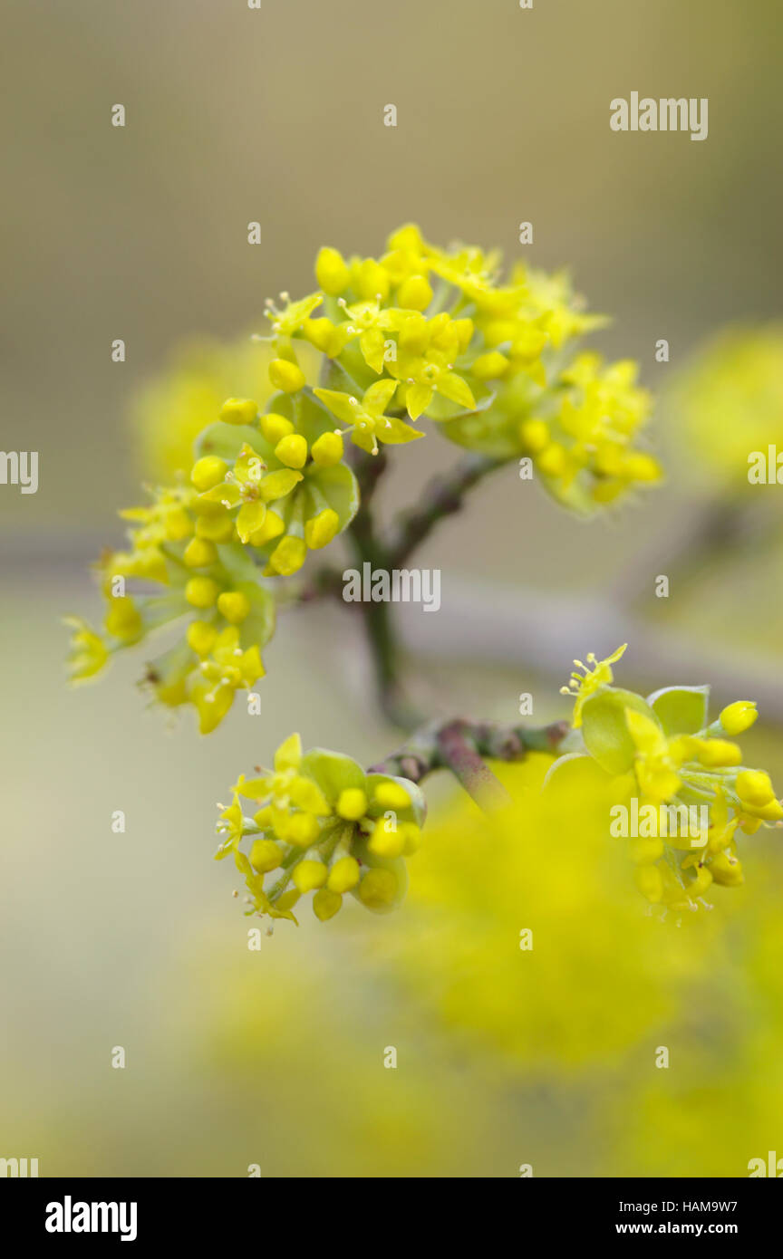 Cornus Officinalis Nahaufnahme Blume Porträt Stockfoto