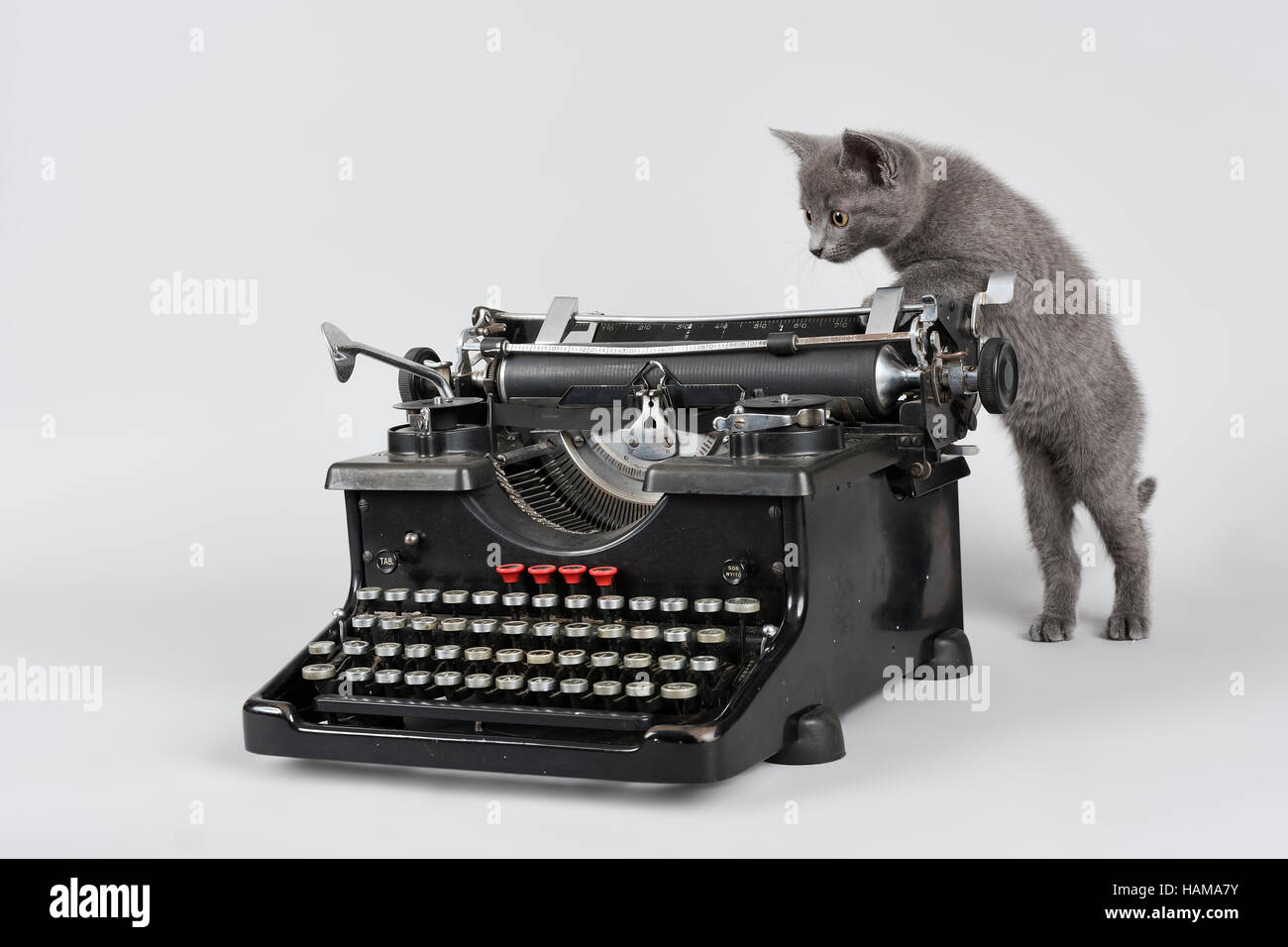 Russisch Blau Katze, acht Wochen altes Kätzchen auf Schreibmaschine Stockfoto