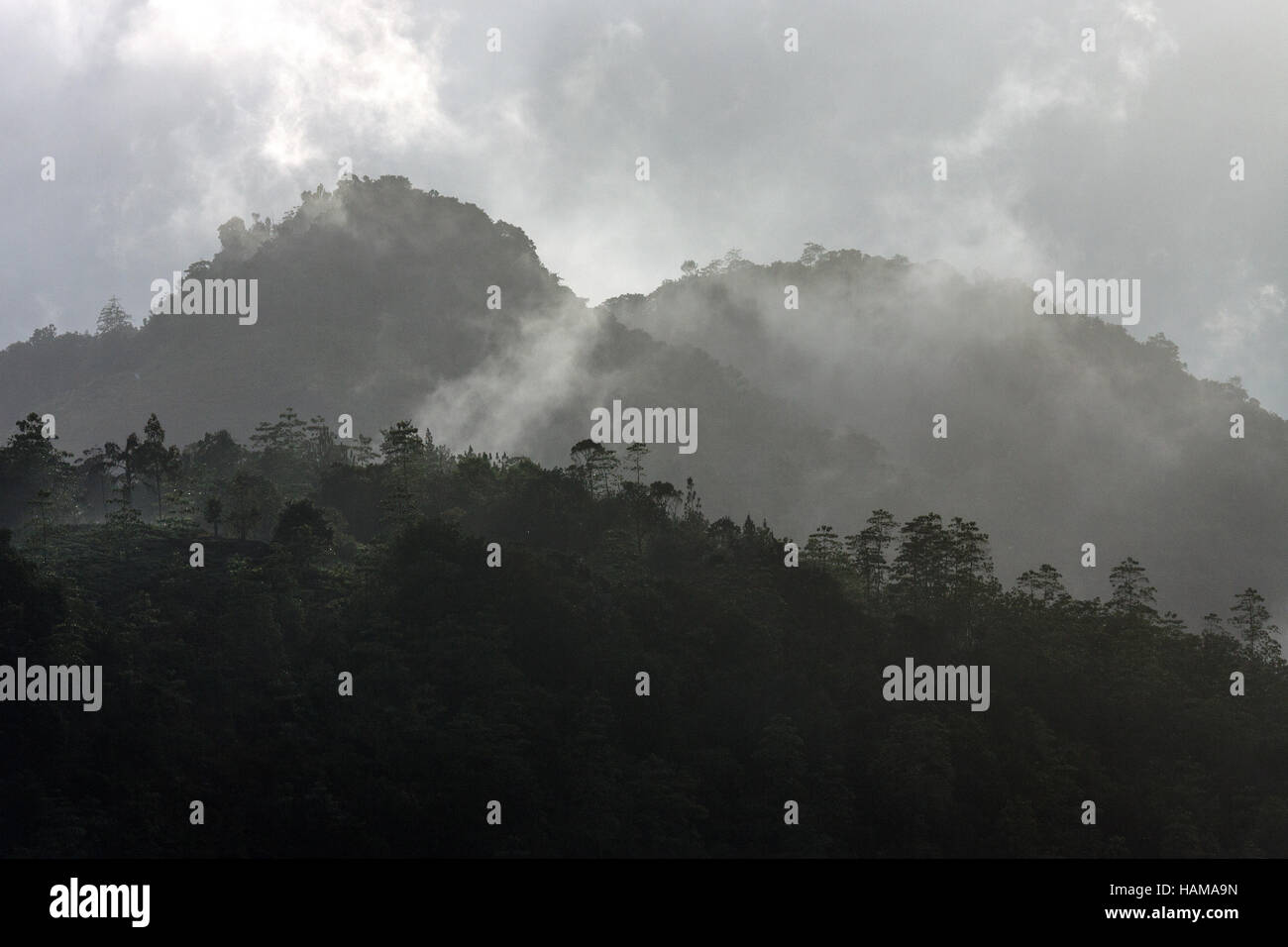 Berge bewachsen, eingehüllt in Wolken, Sinharaja Forest Reserve, Sri Lanka Stockfoto