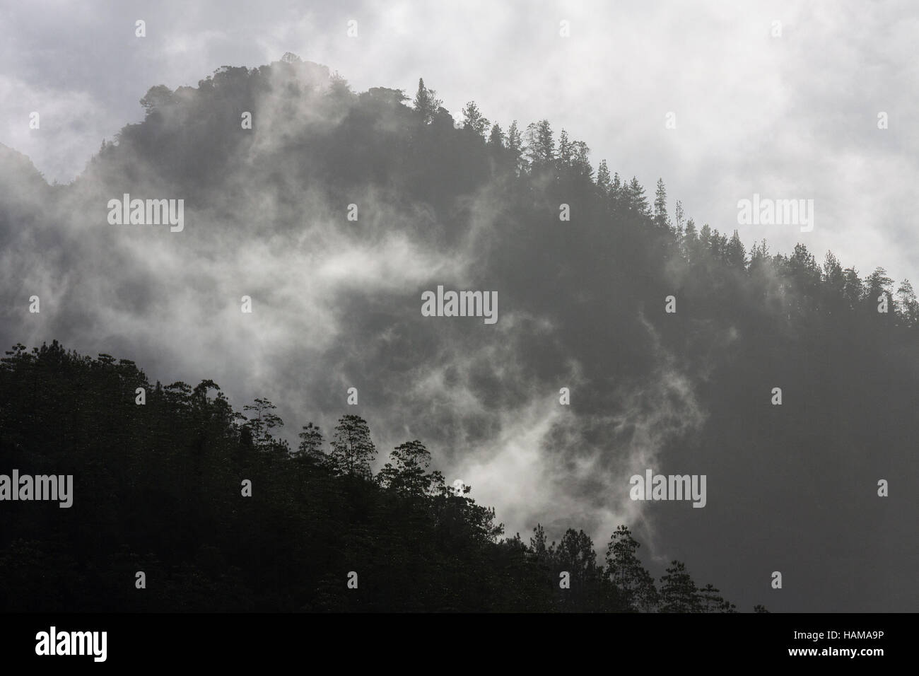 Berge, bedeckt mit Vegetation, eingehüllt in Wolken, Sinharaja Forest Reserve, Sri Lanka Stockfoto