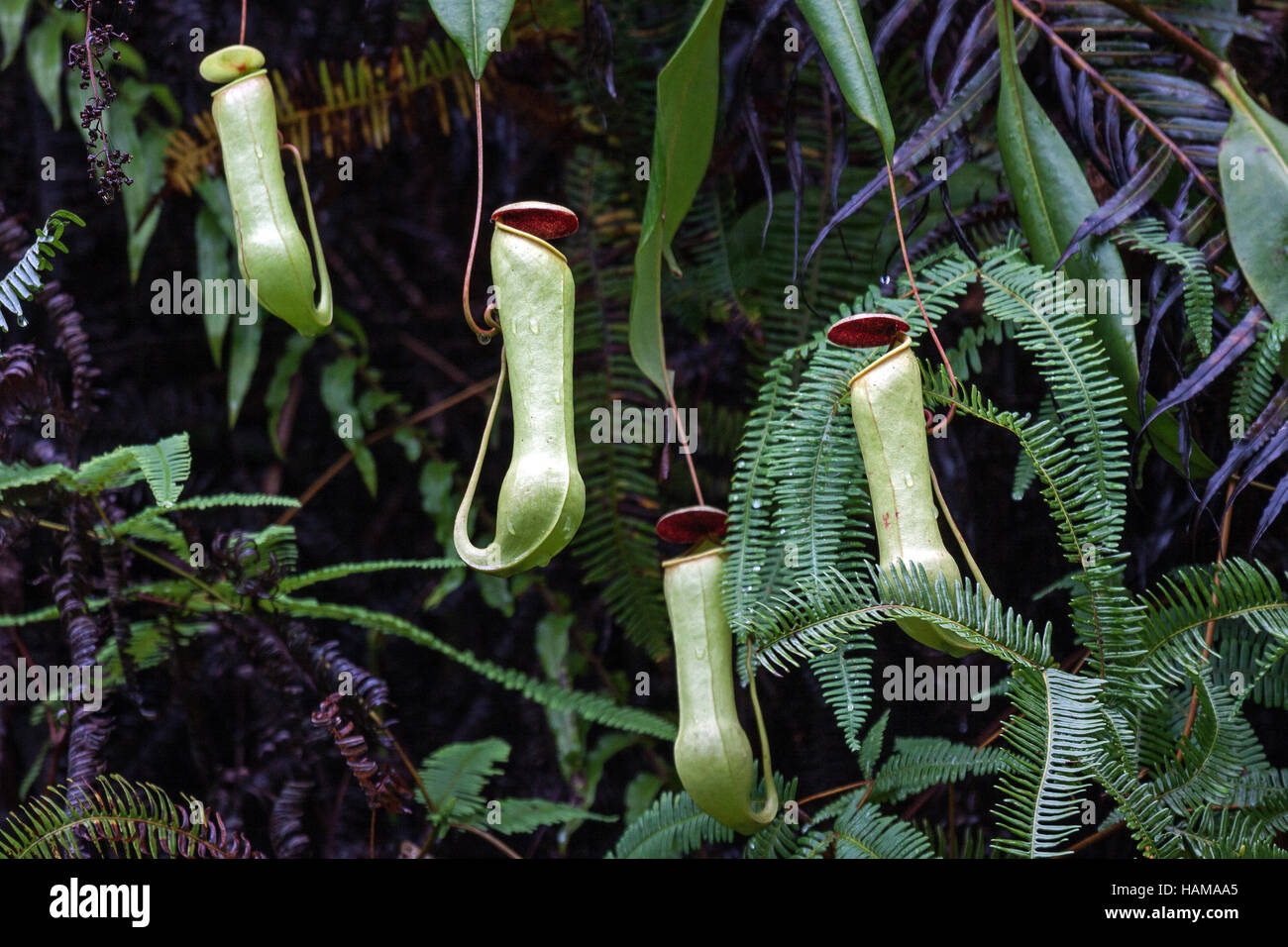 Kannenpflanzen (Nepenthes), fleischfressende Pflanze, Sinharaja Forest Reserve, Sri Lanka Stockfoto