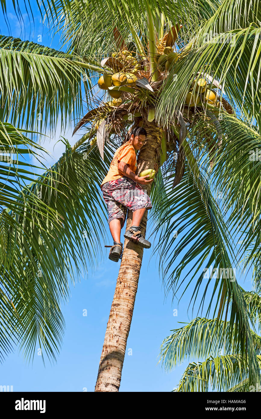 Junger Mann ernten Kokosnüsse, Raiatea, South Pacific, Französisch-Polynesien Stockfoto