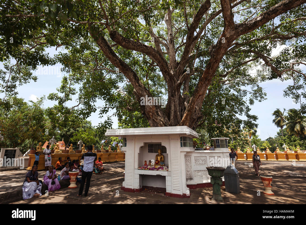 Einheimischen Heiligen Fig oder Bodhi Baum (Ficus Religiosa), herumsitzen, Tempel Weherahena Tempel, Matara, südlichen Provinz, Sri Lanka Stockfoto