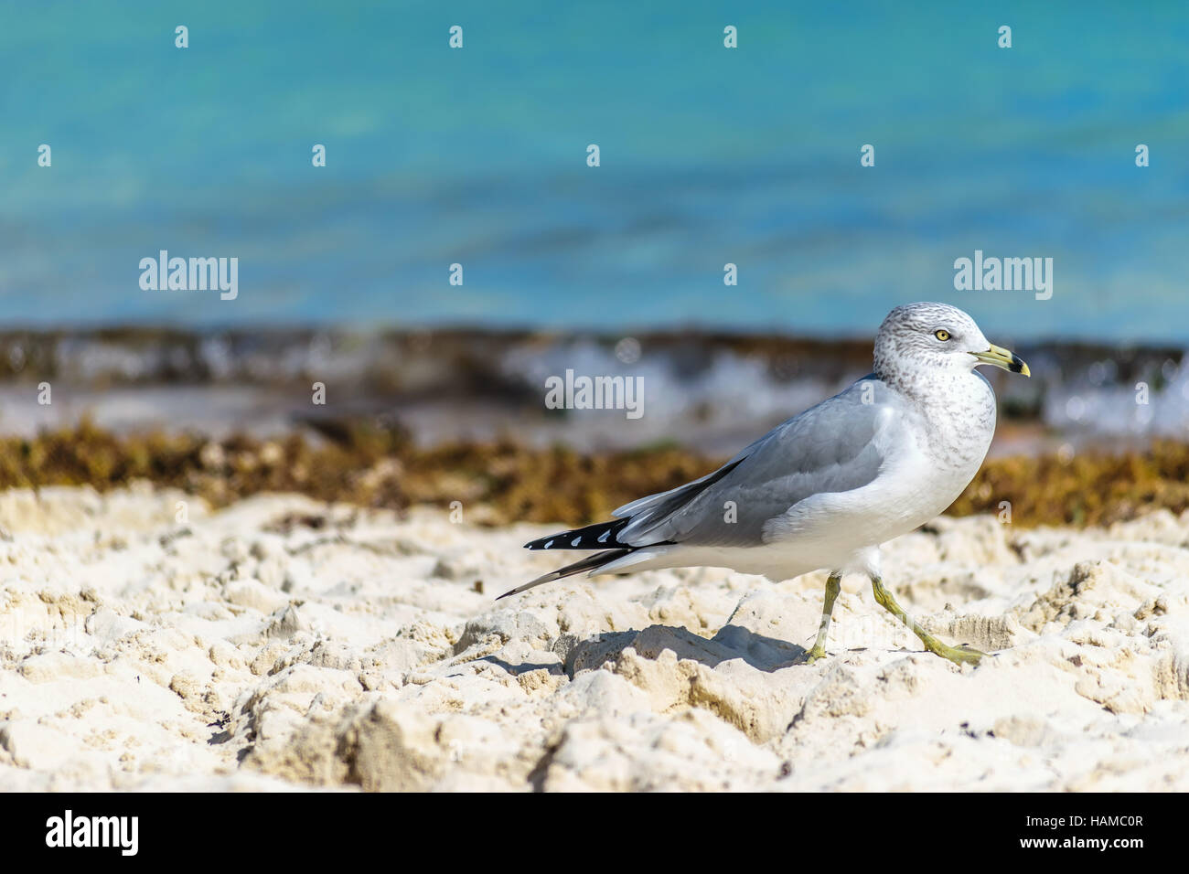 Mediterrane Möwe (Möwe) am Strand auf den Bahamas Stockfoto