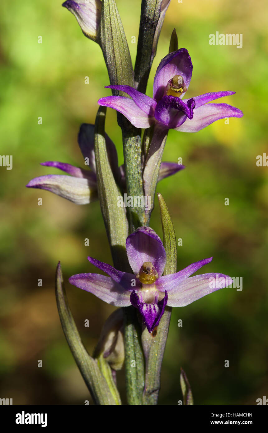 Violetten Limodore, die wilde Orchidee blüht up - Limodorum Abortivum close Stockfoto