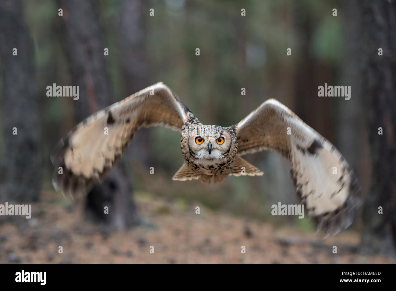 Indische Uhu / Rock Uhu / Bengalenuhu (Bubo Bengalensis) im Flug, dynamische frontale Aufnahme, sehr detaillierte, helle Augen. Stockfoto