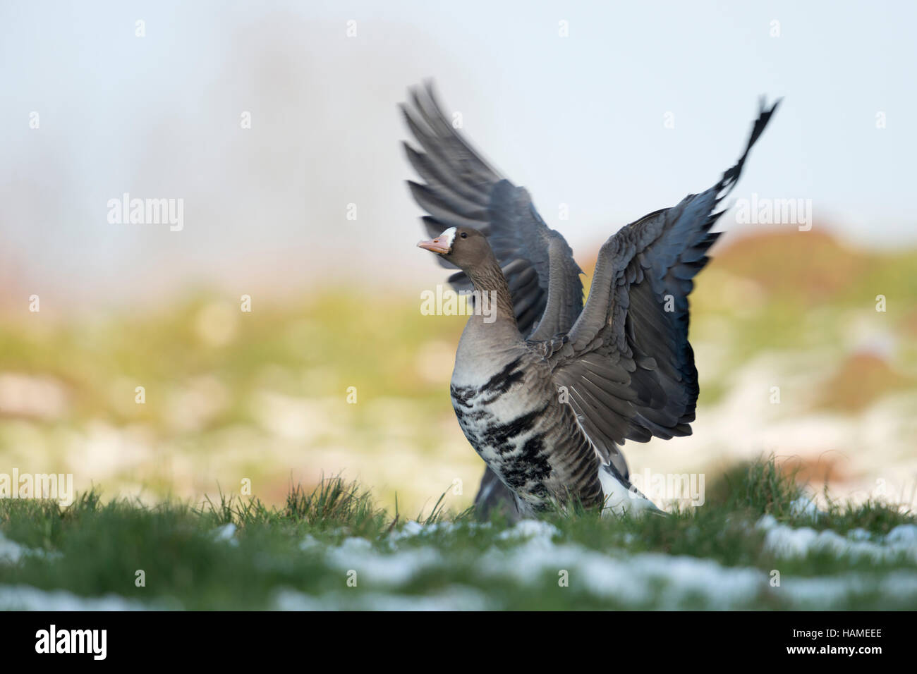 Größere weiße – Anser Gans / Blaessgans (Anser Albifrons), arktischen Wintergast auf dem Schnee bedeckt Weide, schlagen mit den Flügeln. Stockfoto