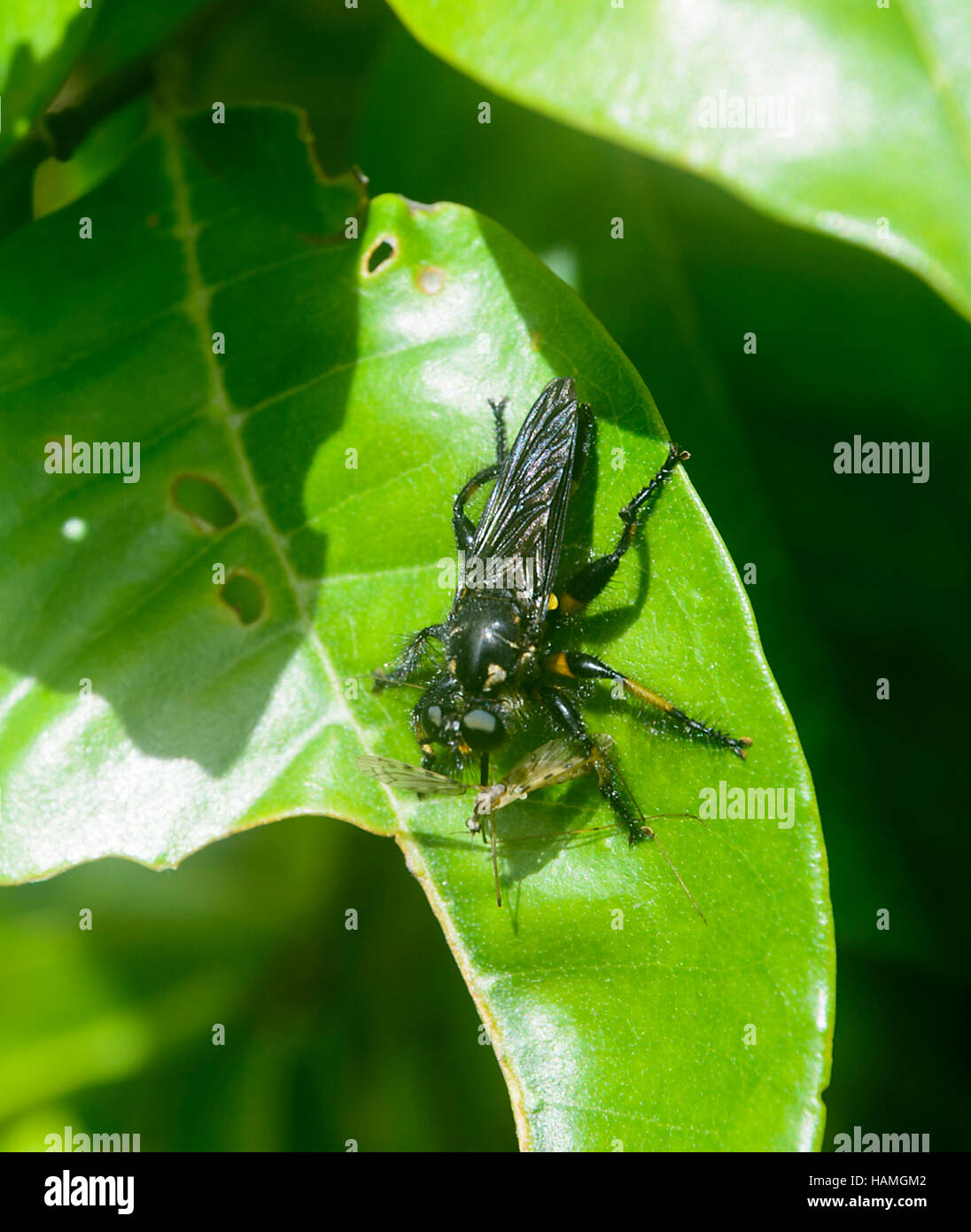 Robber Fly (Laphria) mit Beute, Lord-Howe-Insel, New-South.Wales, NSW, Australien Stockfoto