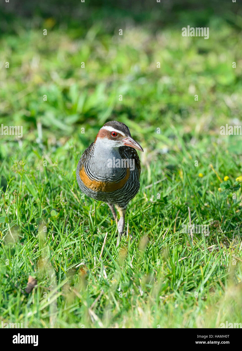 Buff-Gebändert Rail (Gallicolumba philippensis), Lord Howe Island, New South Wales, NSW, Australien Stockfoto