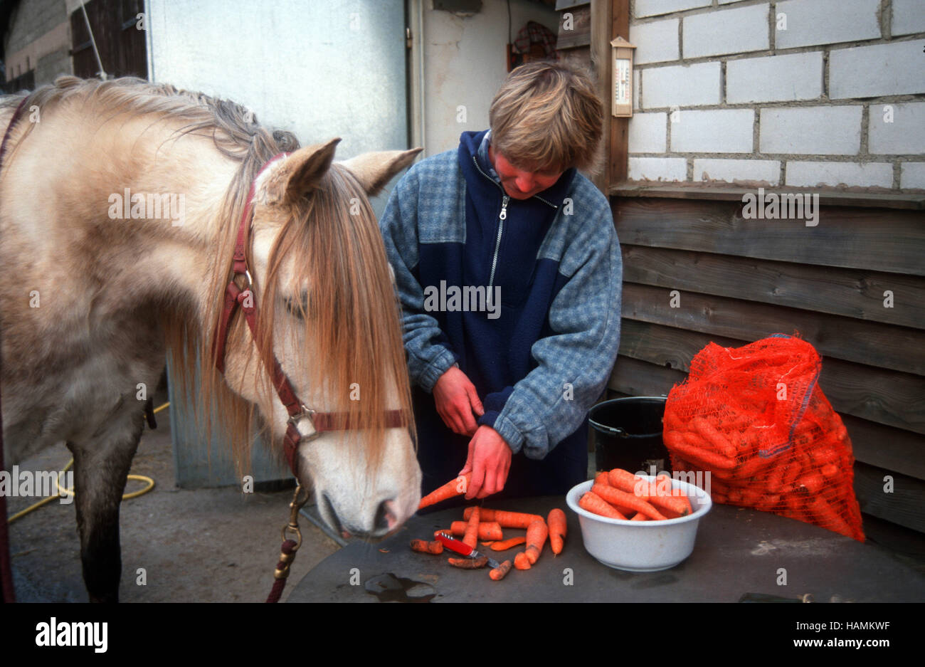 Pferdepfleger Bei der Arbeit Stockfotografie - Alamy