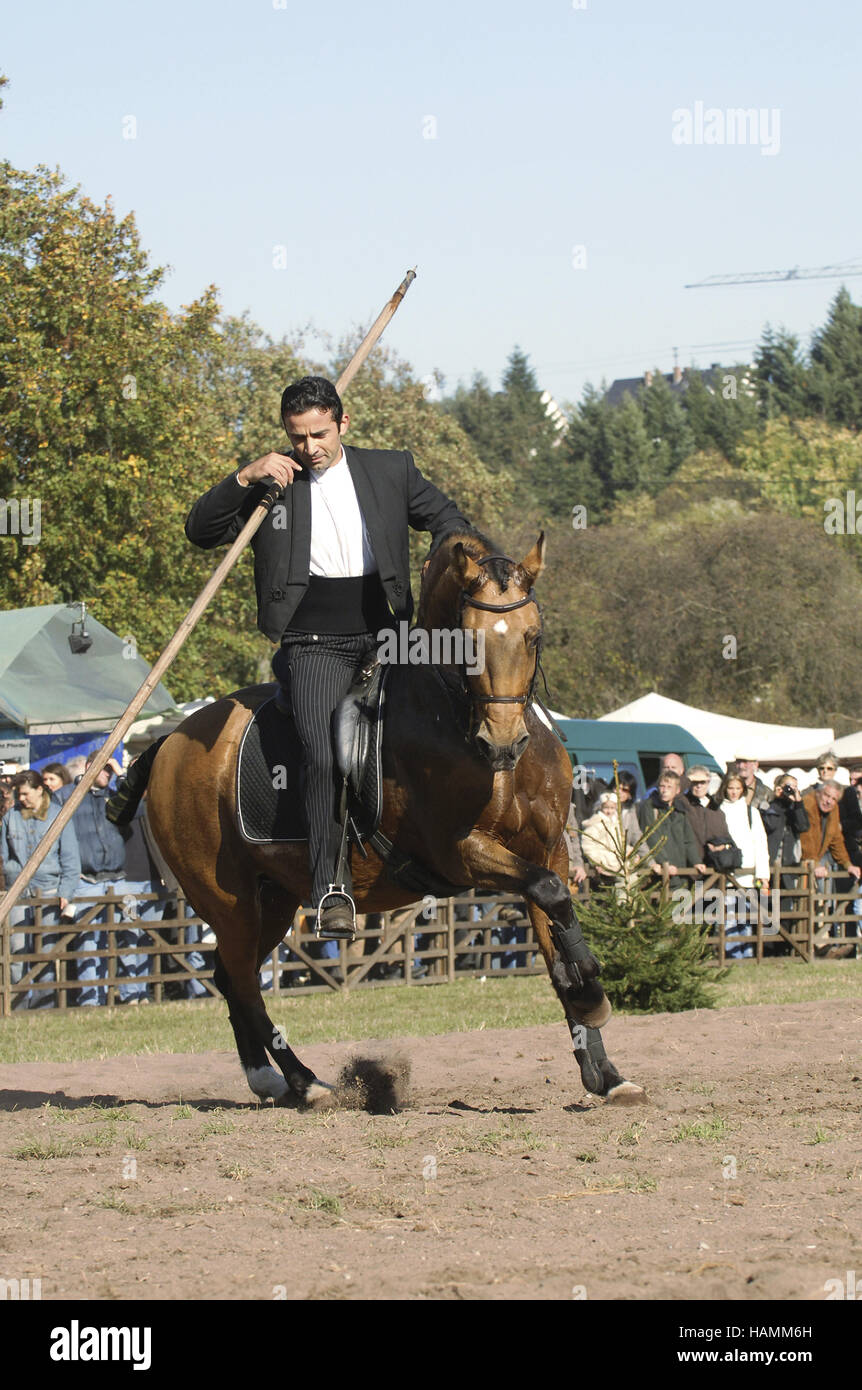 Lusitano Pferd Portugal Stockfoto