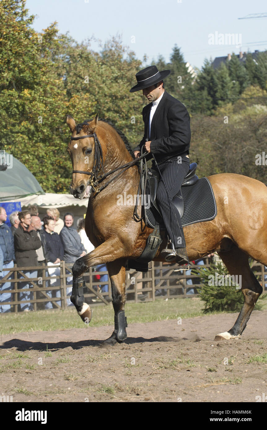 Lusitano Pferd Portugal Stockfoto