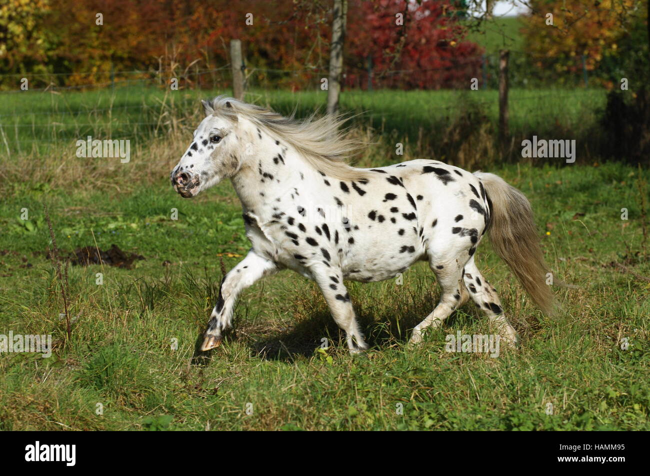 Shetland-pony Stockfoto