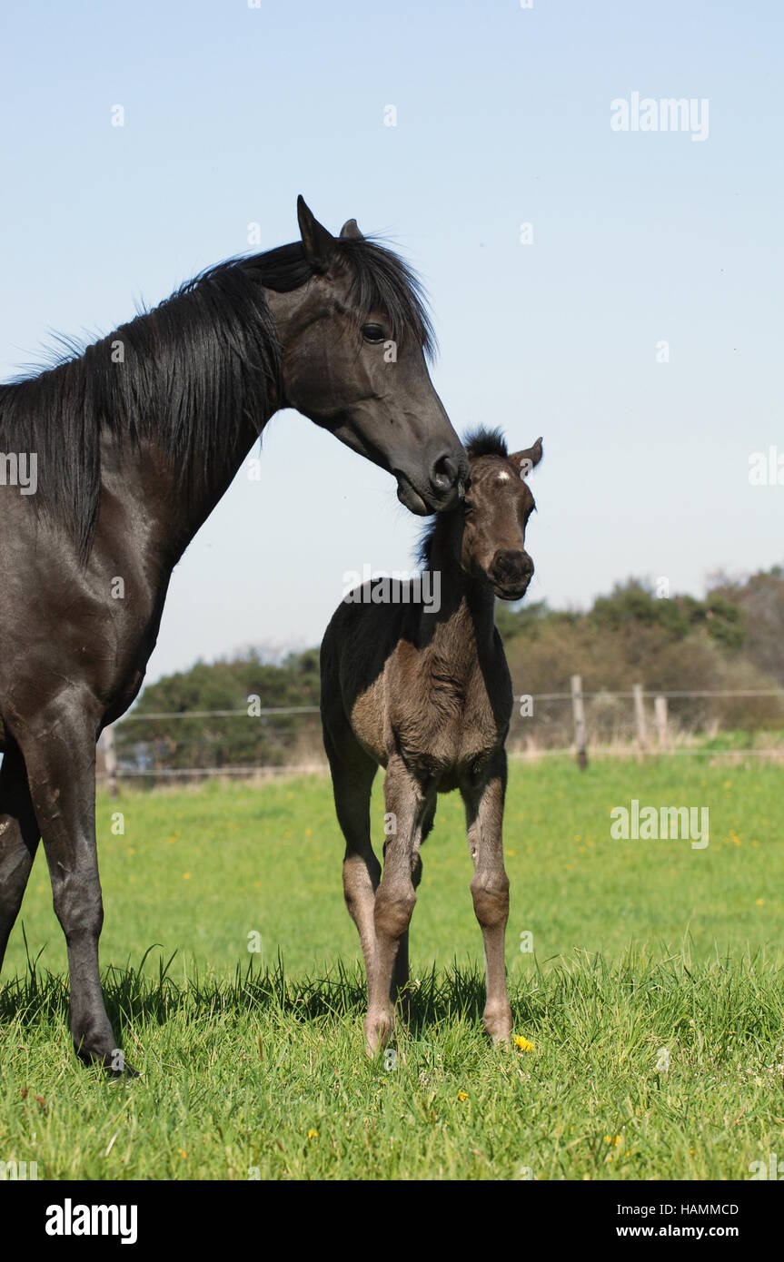 Arabisches Pferd Stockfoto