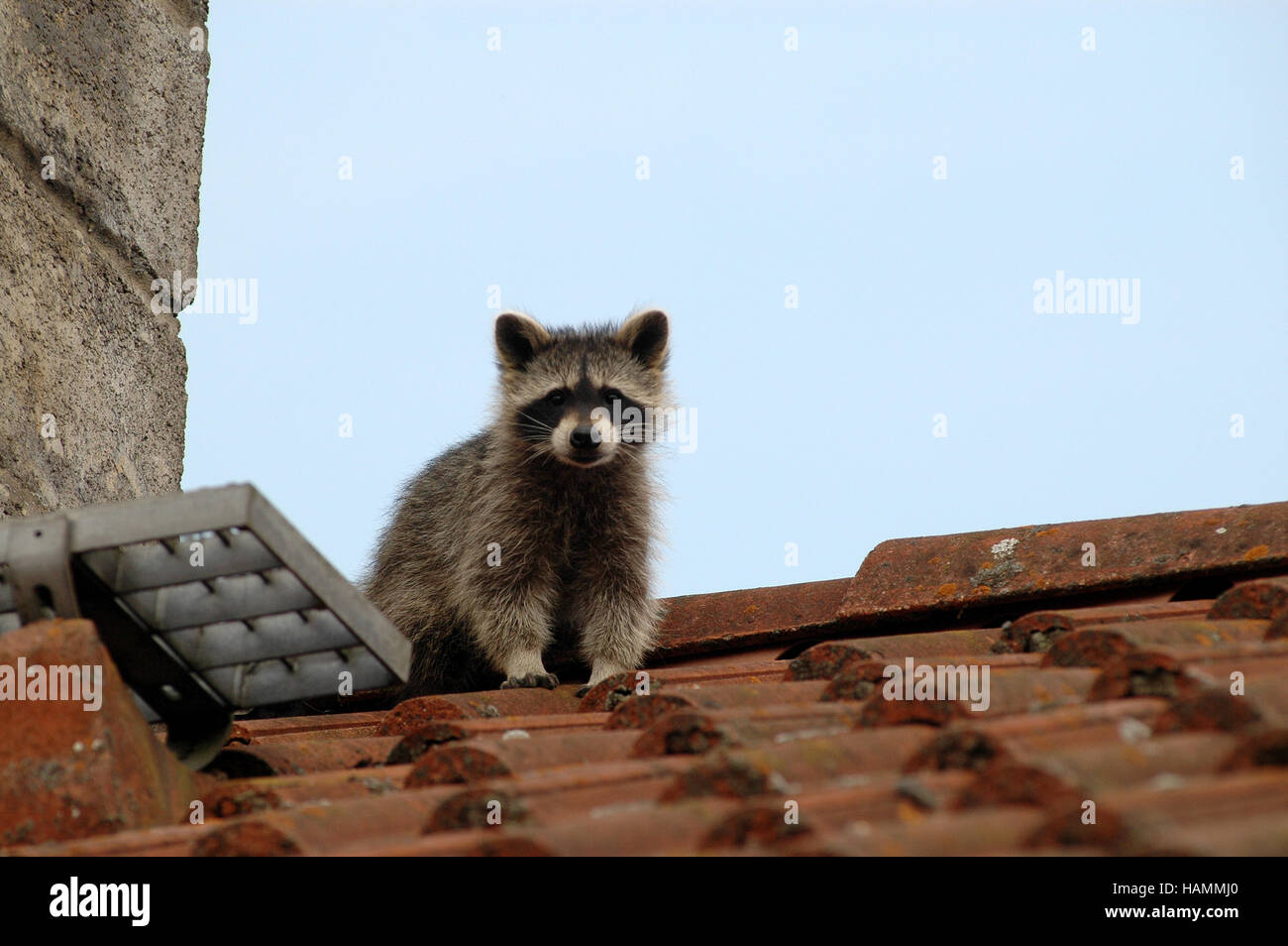 Schäfer, Erhöhung der junge Waschbären Stockfoto