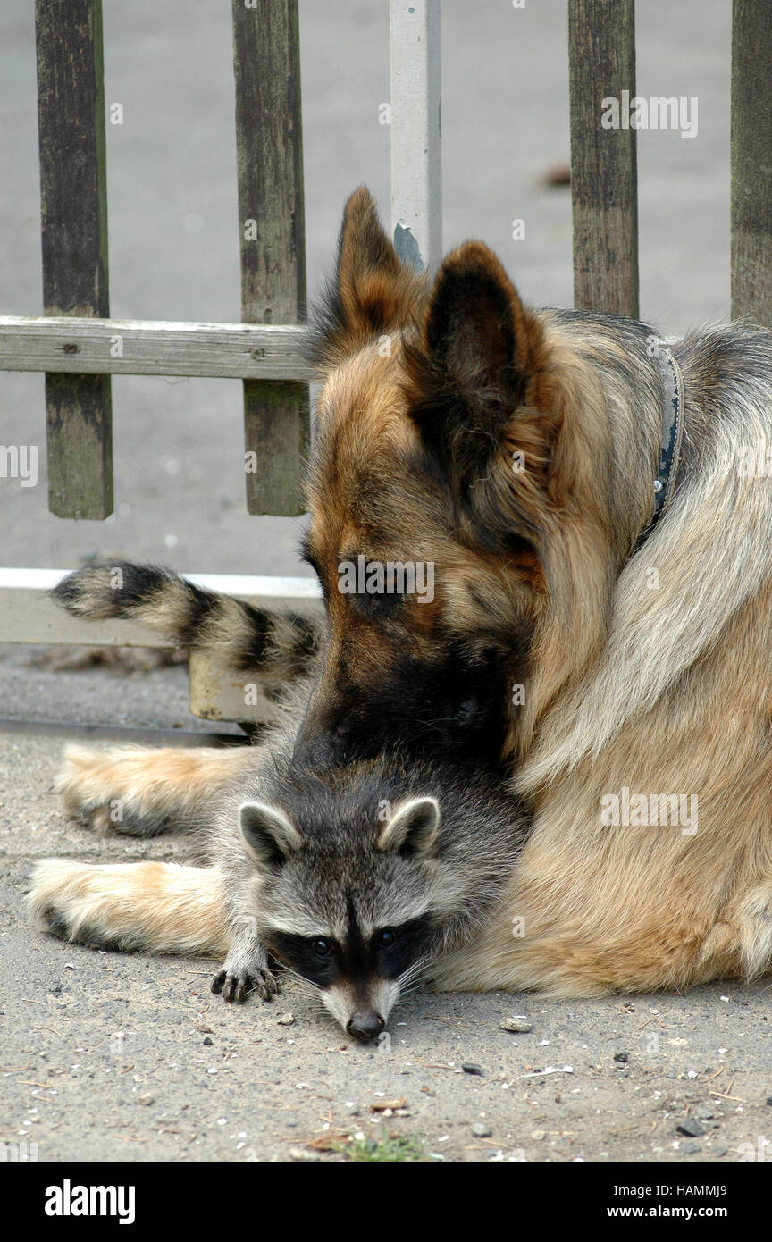 Schäfer, Erhöhung der junge Waschbären Stockfoto