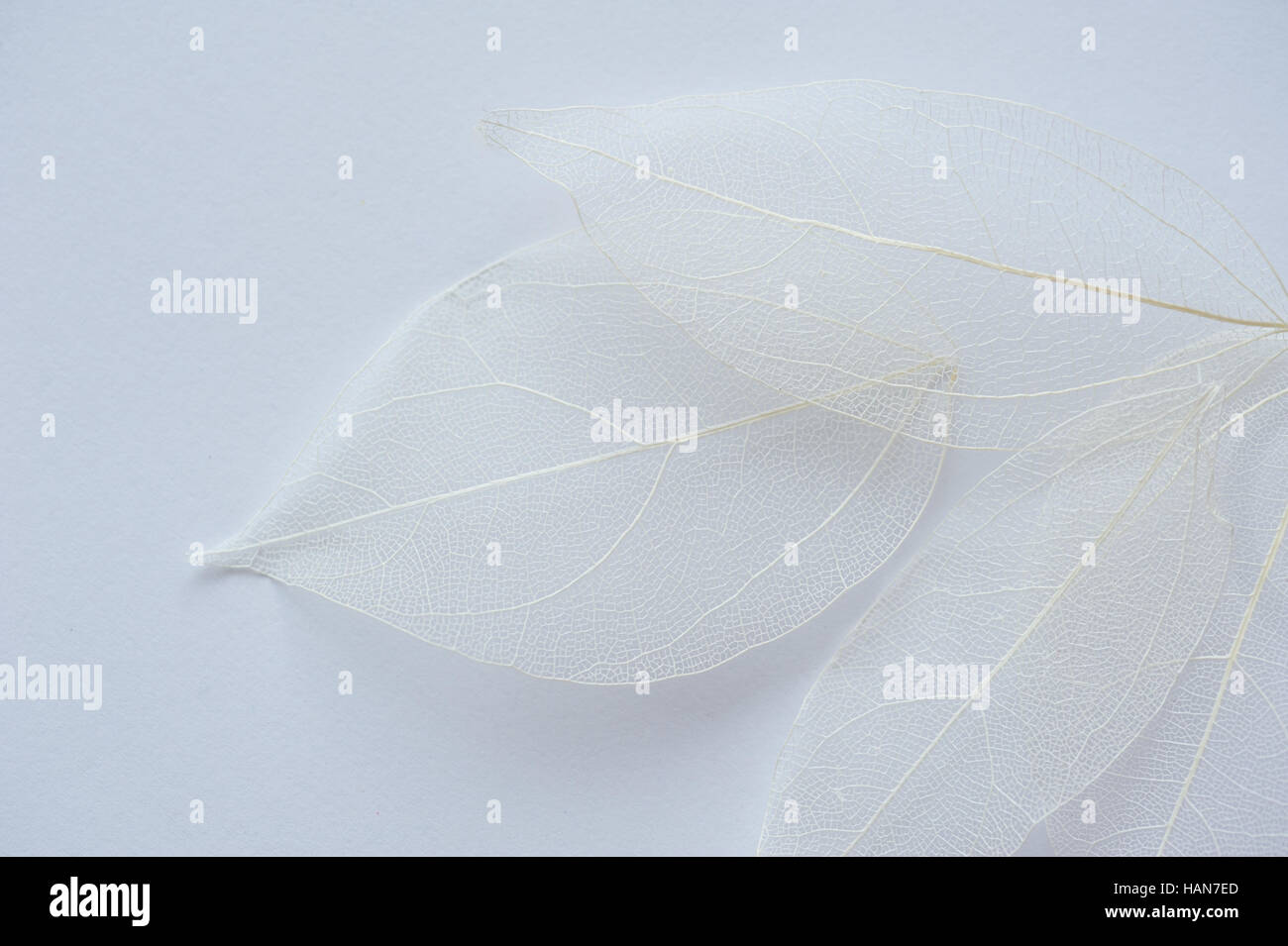 Blatt Textur Baum weißen Hintergrund und Platz für text Stockfoto