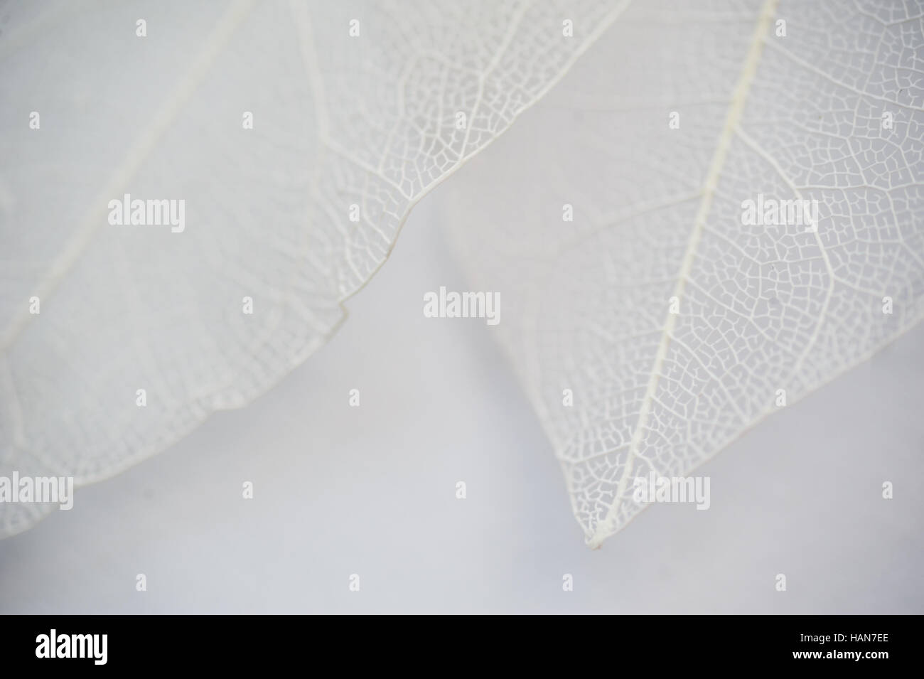 Blatt Textur Baum weißen Hintergrund und Platz für text Stockfoto