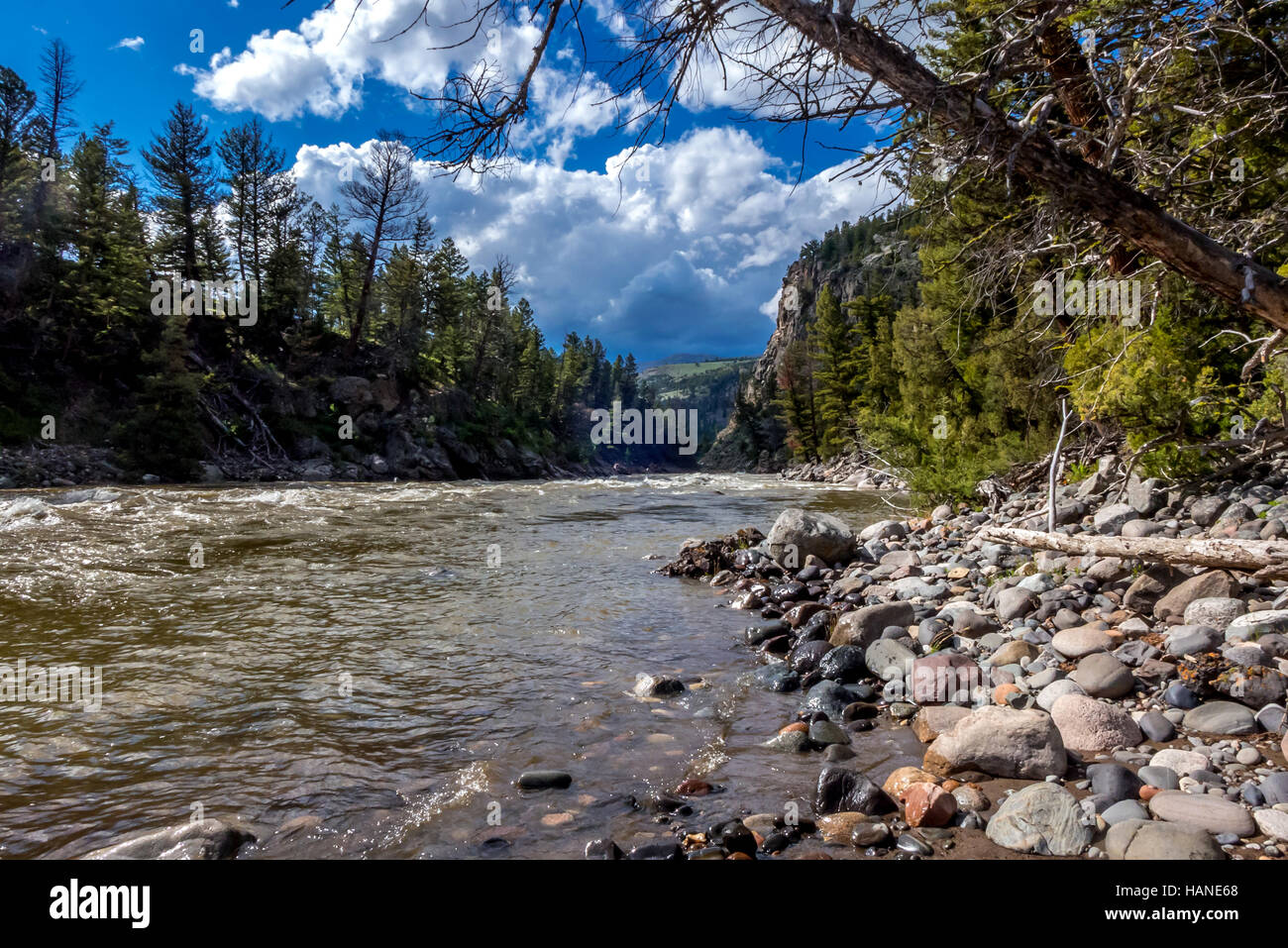 Wildnis auf dem Naturlehrpfad richtig Creek in den Yellowstone-Nationalpark in Wyoming Stockfoto