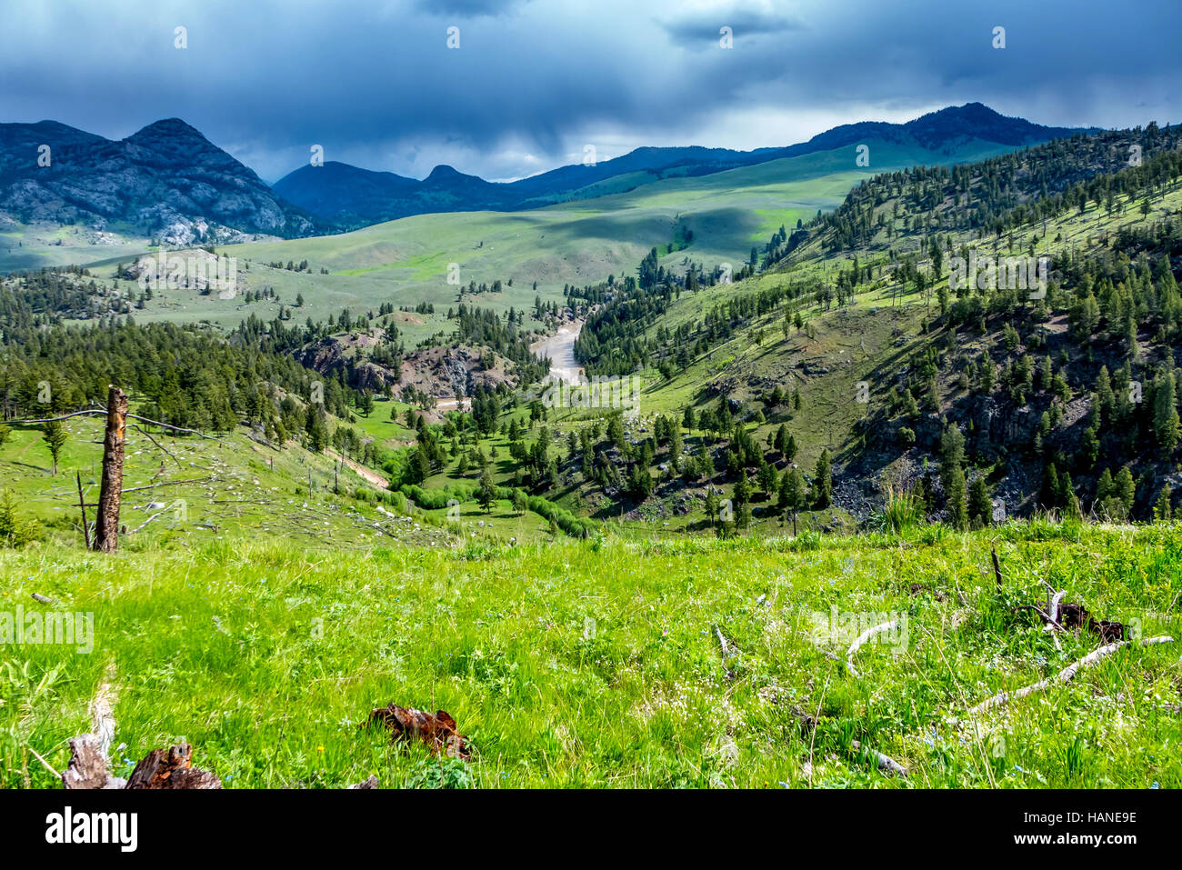 Wildnis auf dem Naturlehrpfad richtig Creek in den Yellowstone-Nationalpark in Wyoming Stockfoto