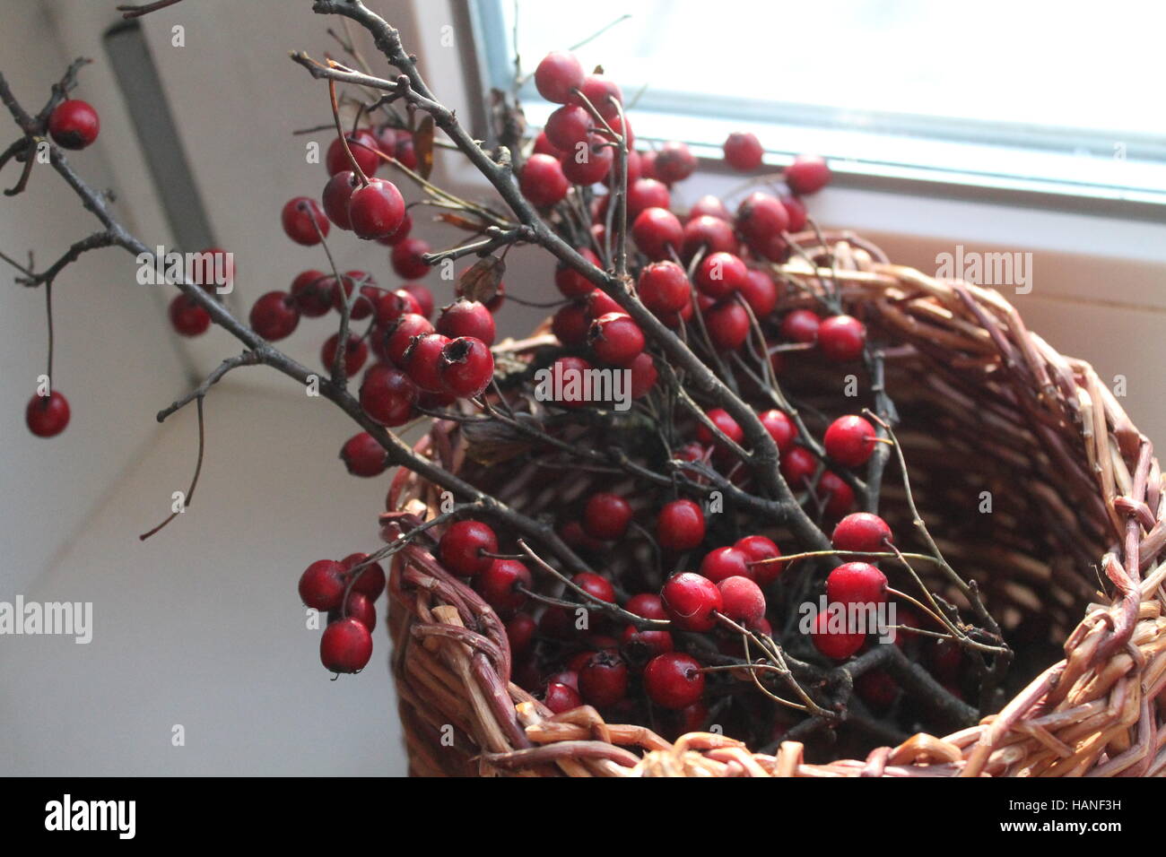 schöne Ansammlung von reifen roten Weißdornbeeren bleiben in Weide Korb waren für die Dekoration Stockfoto