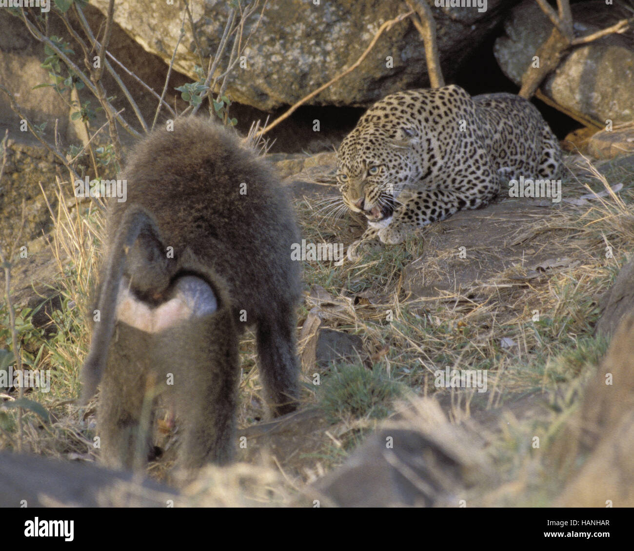Leopard Stockfoto