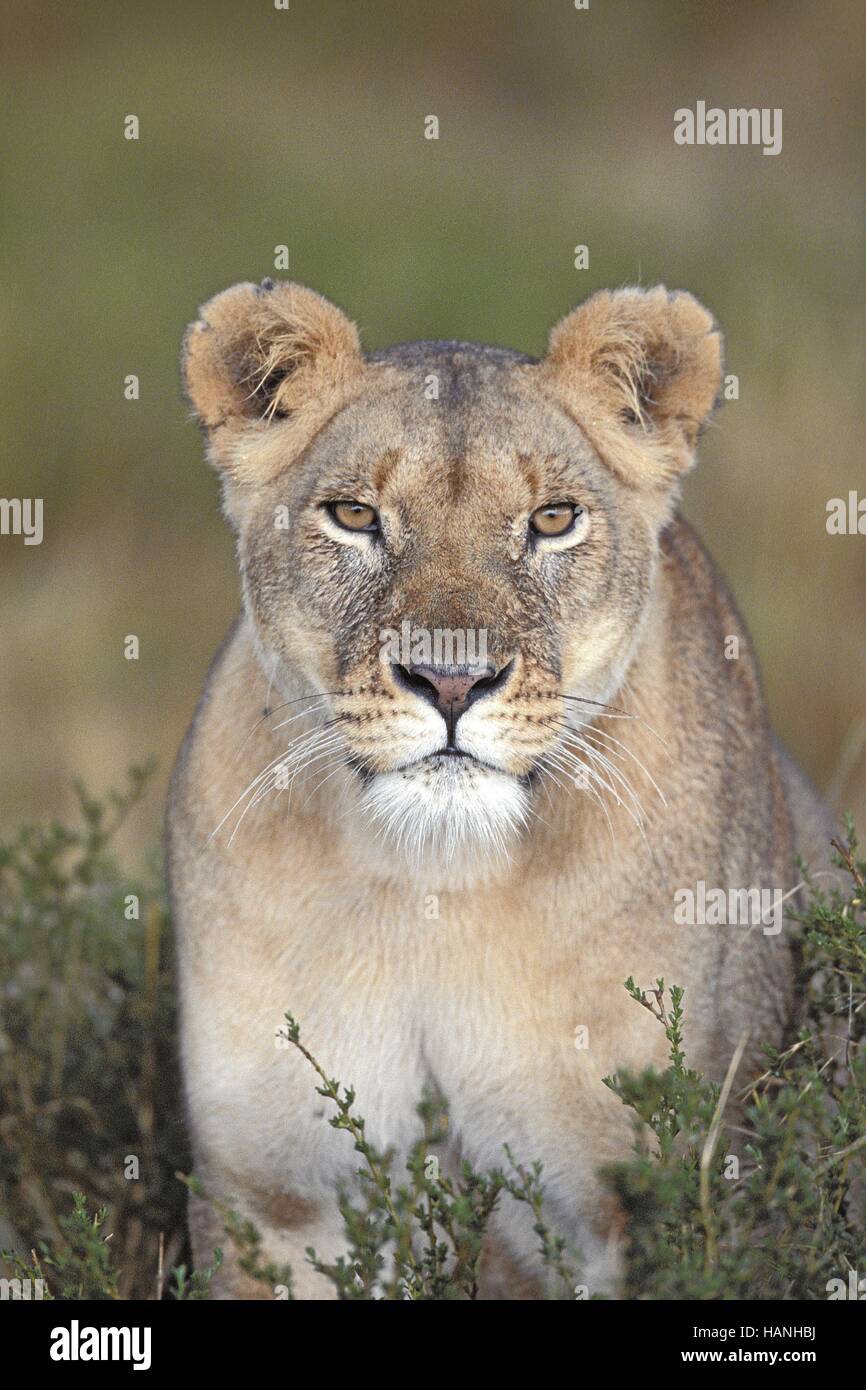 Löwe, Loewe, Stockfoto