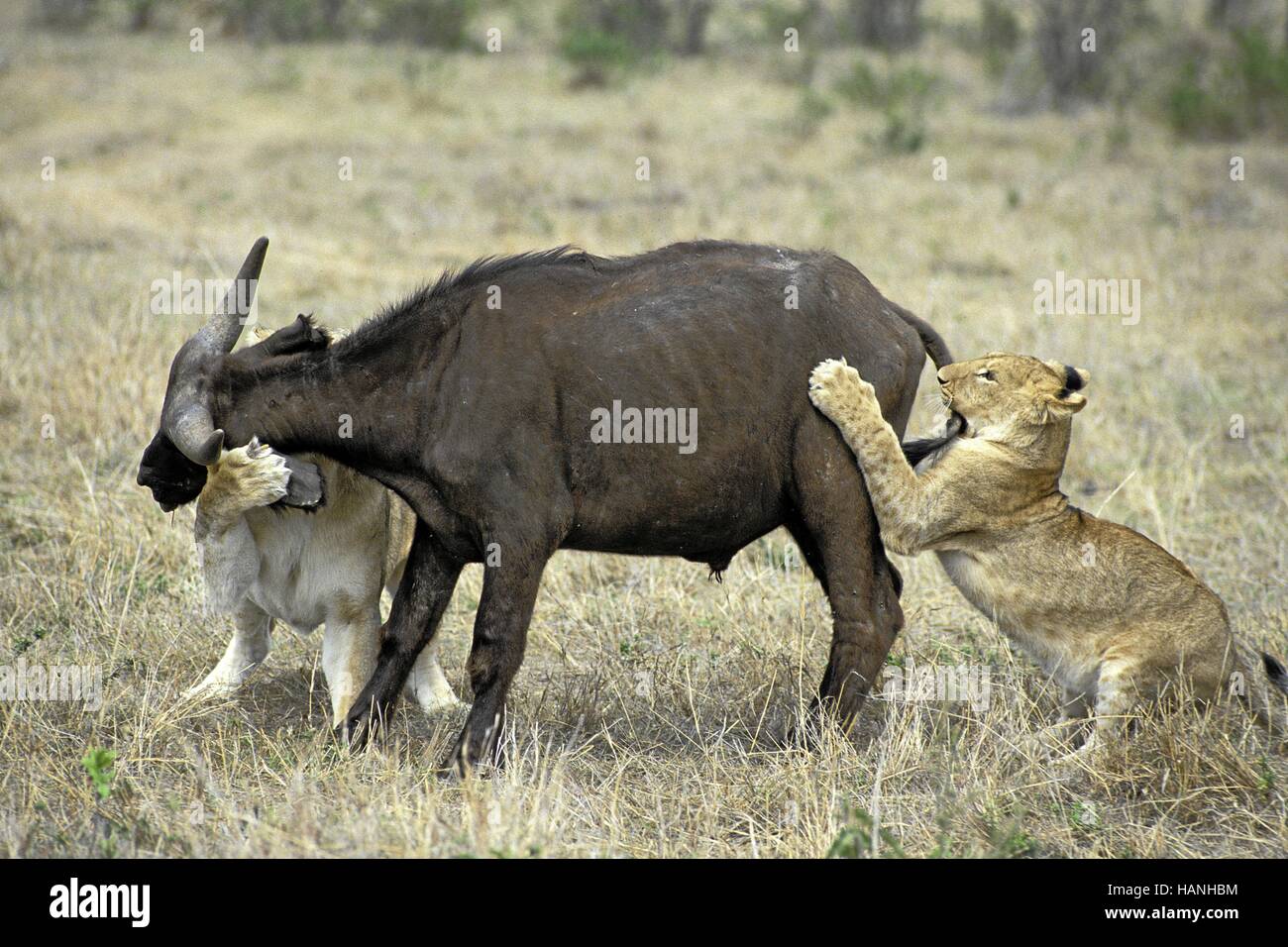 Löwen töten Bufallo, Loewe. Stockfoto