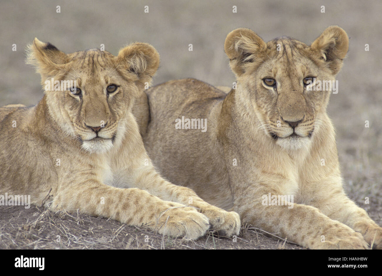 Löwe, Loewe, Masai Mara Wildlife Reservierung. Stockfoto