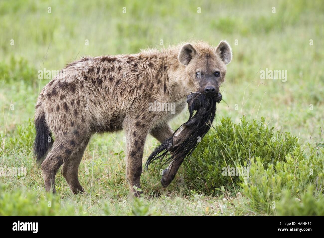 Gefleckte Hyäne Stockfoto