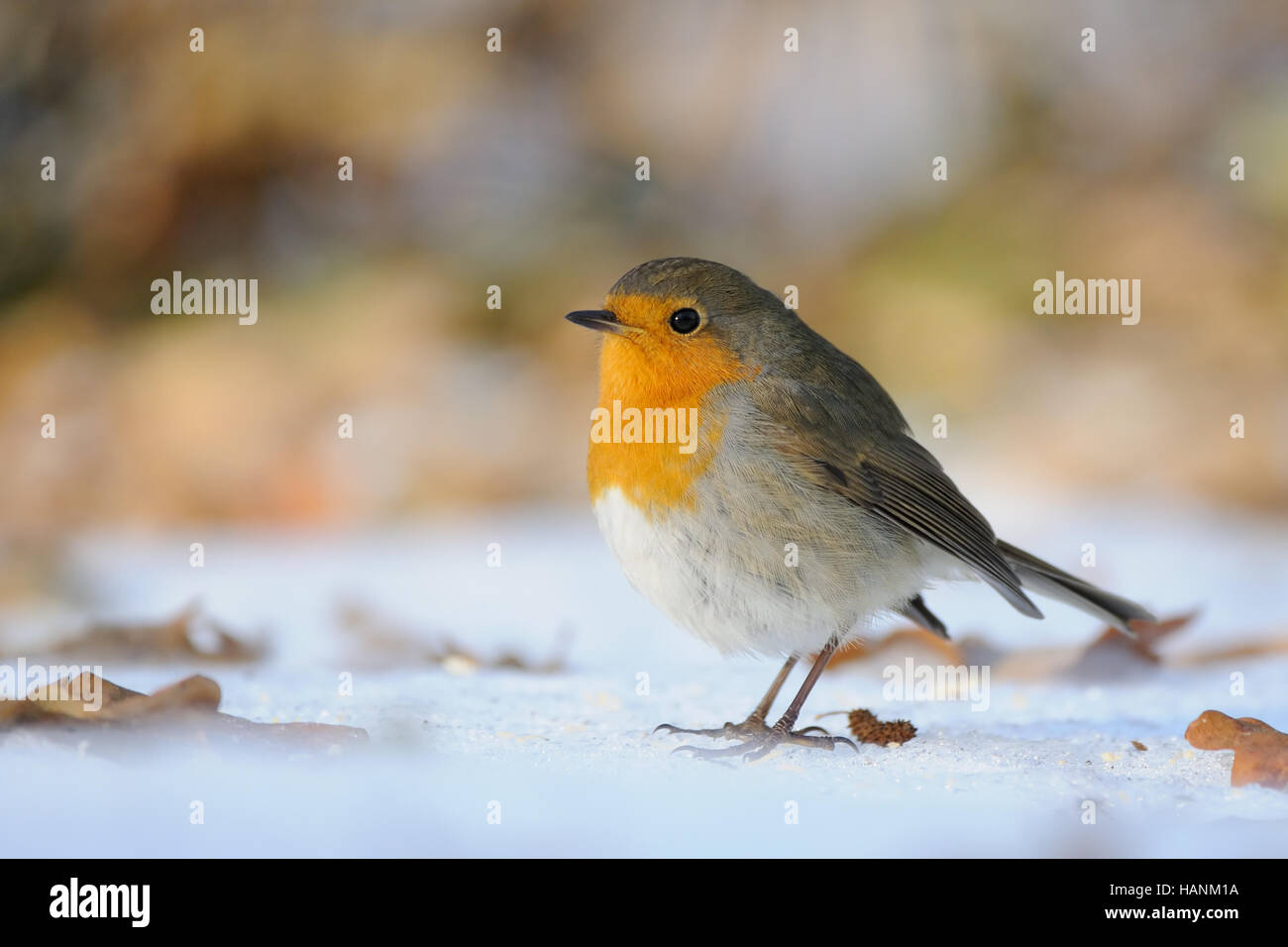 Rotkehlchen (Erithacus Rubecula) überwintern im Stadtpark. Moskau, Russland Stockfoto