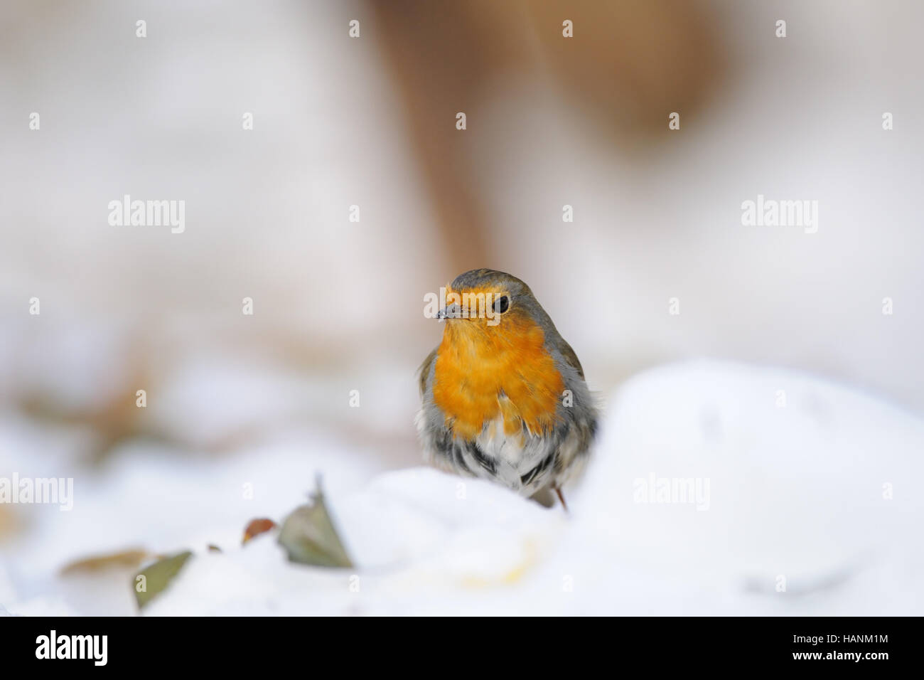 Rotkehlchen (Erithacus Rubecula) im Schnee. Moskau, Russland Stockfoto