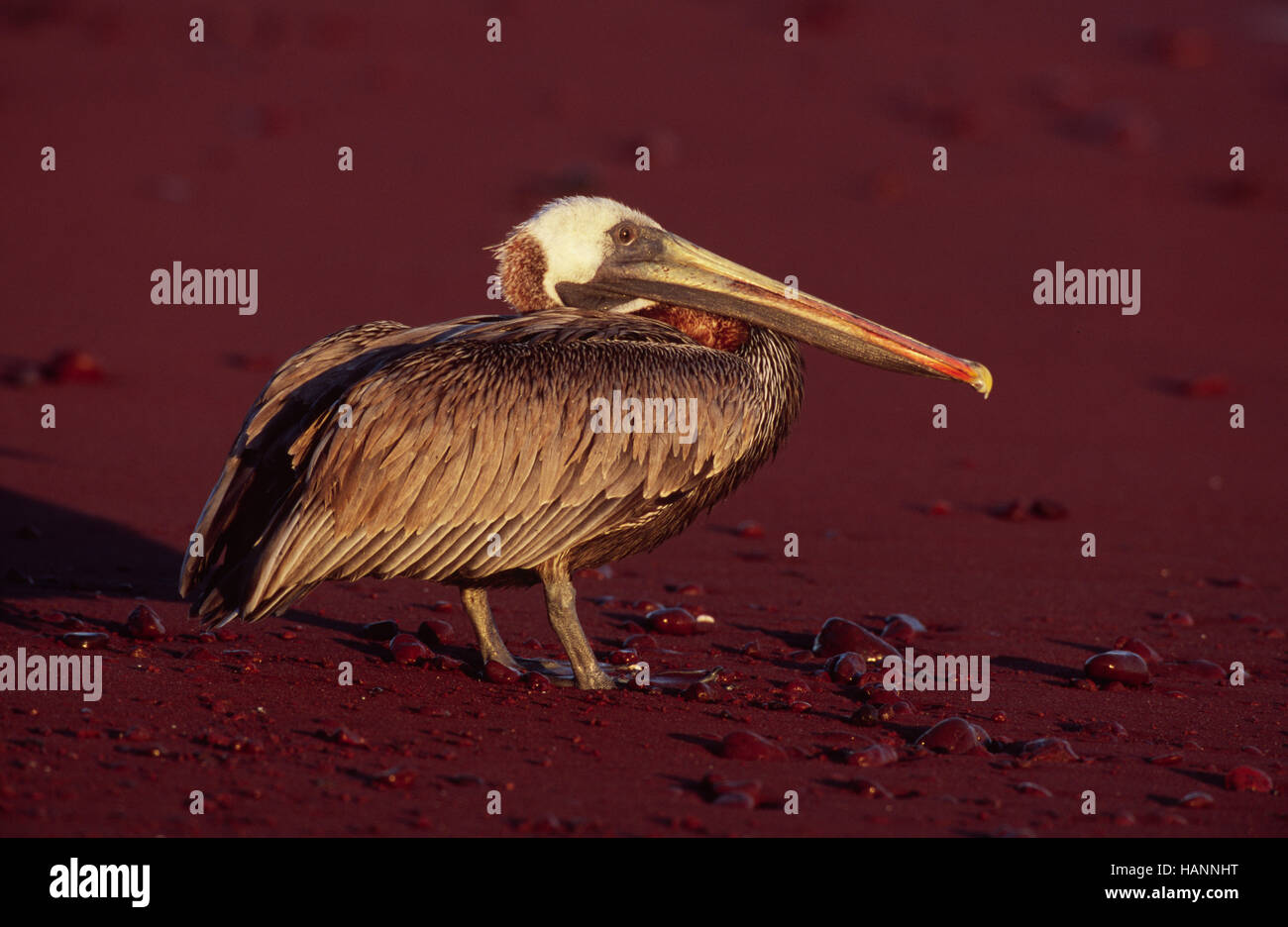 Brauner Pelikan Auf Rotem Sand Stockfoto