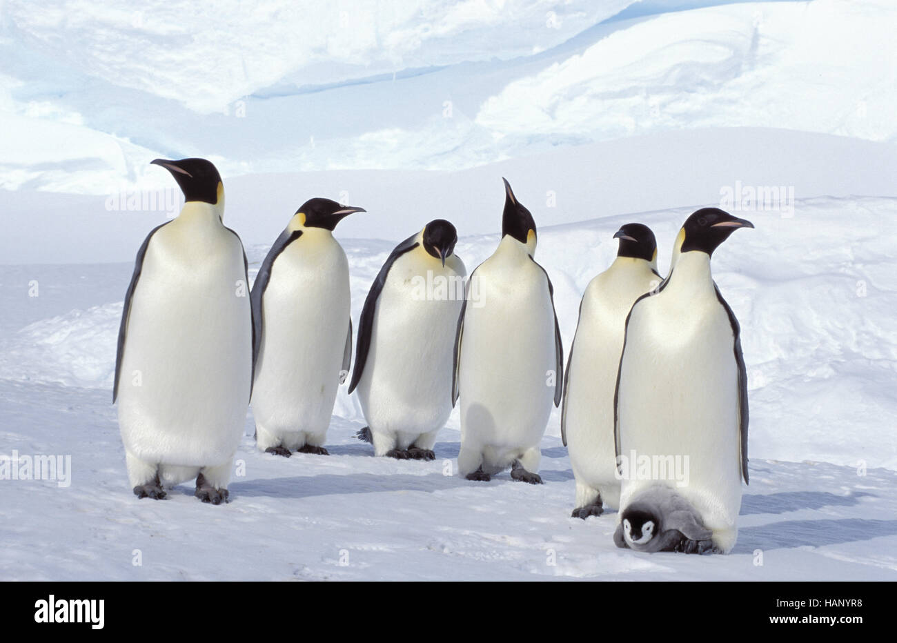 Kaiser-Pinguin Stockfoto