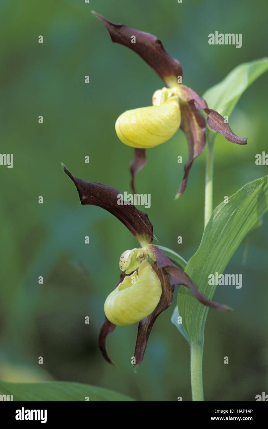 Ladys Slipper Orchidee Stockfoto