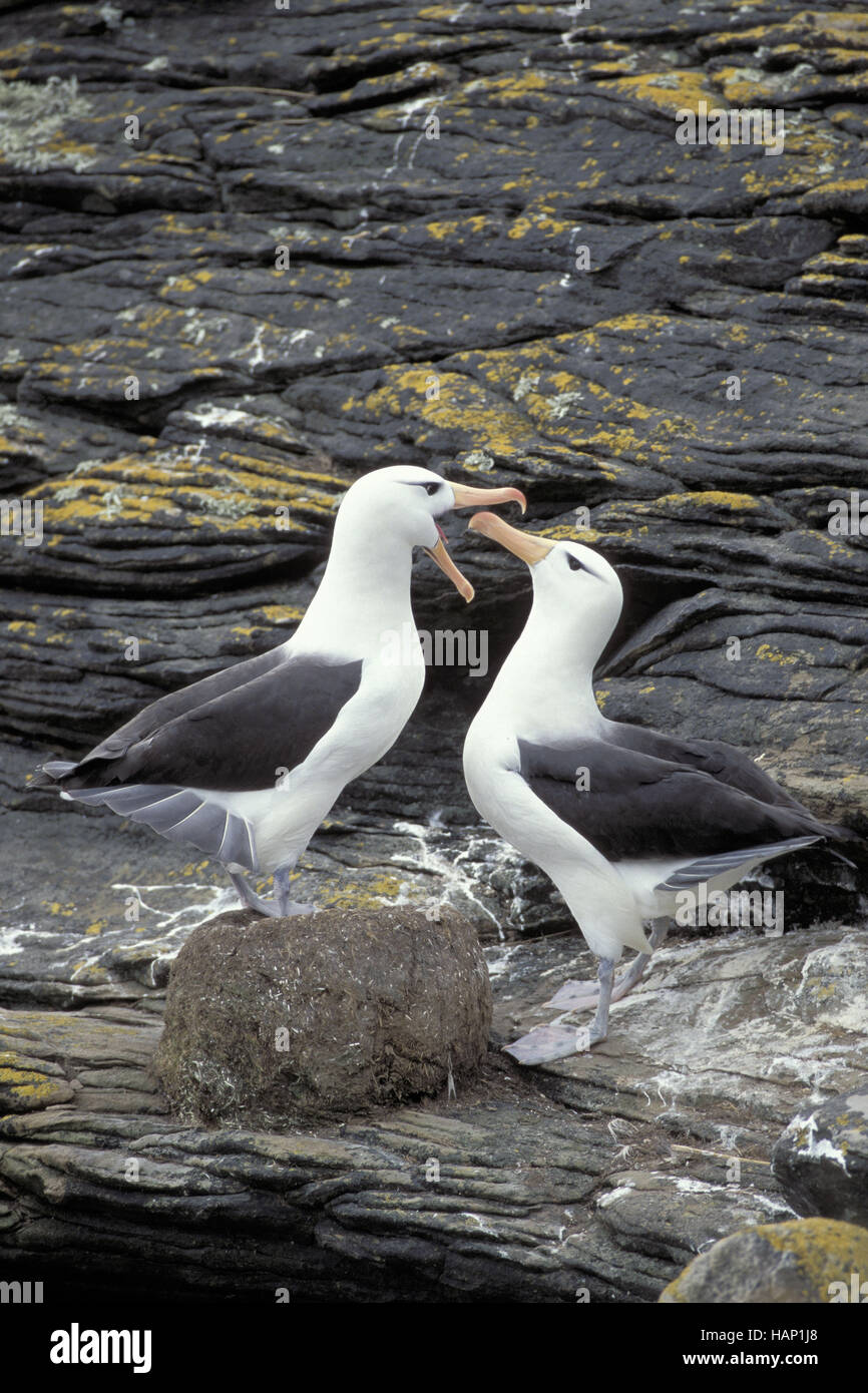 Black-browed Albatross, Mollymauk, Stockfoto