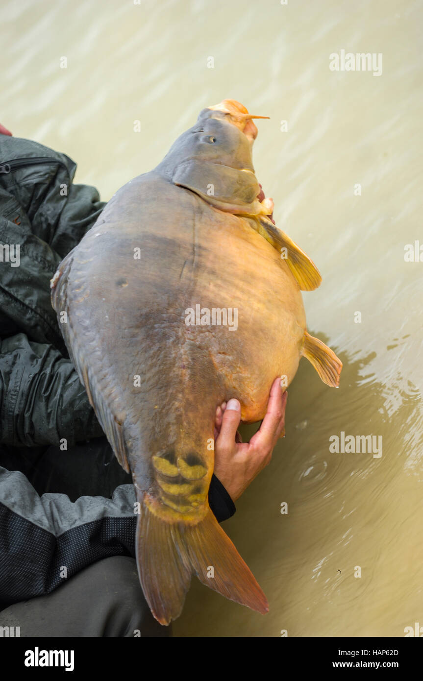 Karpfen gefangen nur Nahaufnahme outdoor, Frankreich Stockfoto