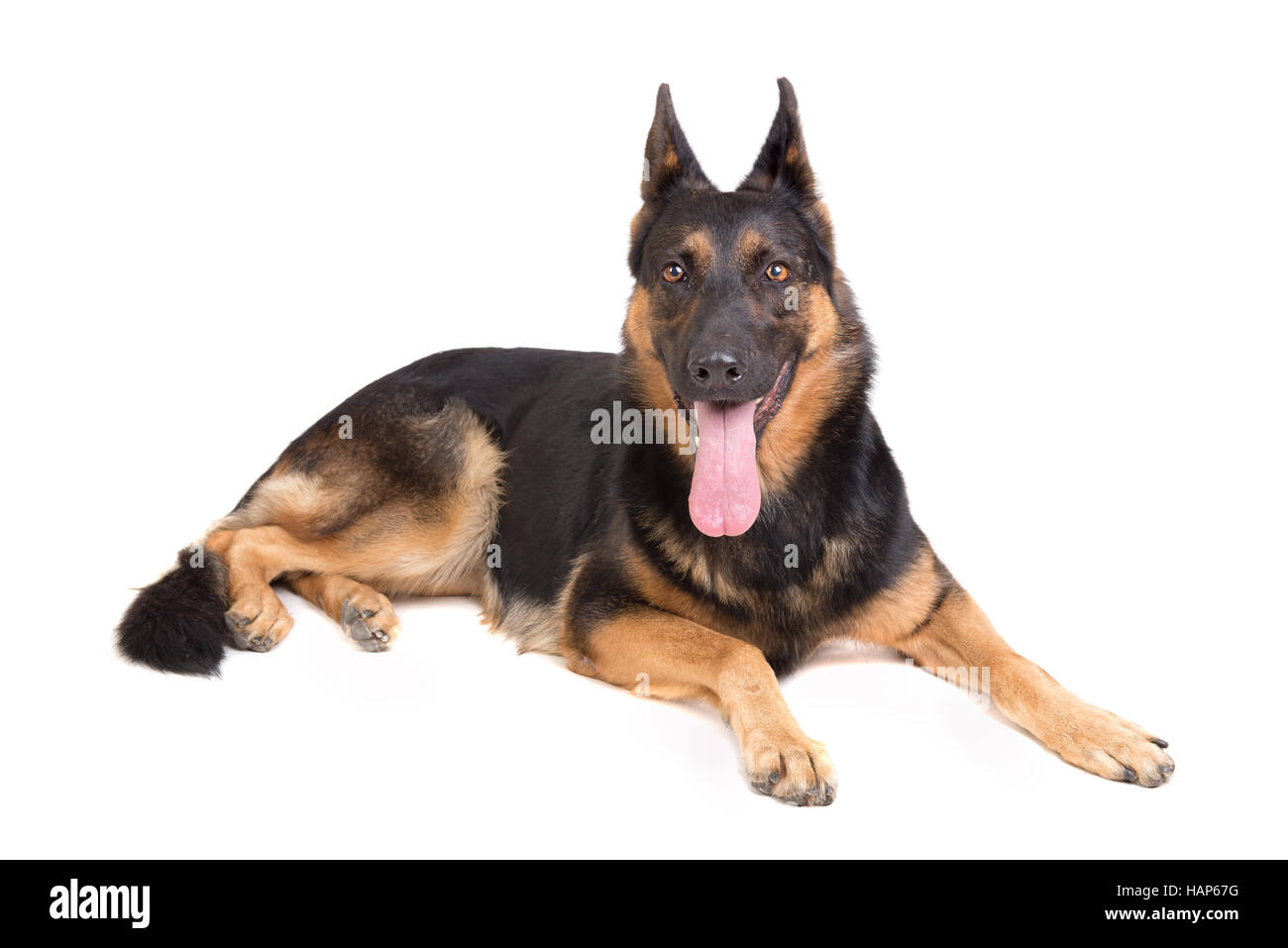 Hund, Deutscher Schäferhund, in einem weißen Hintergrund isoliert Stockfoto