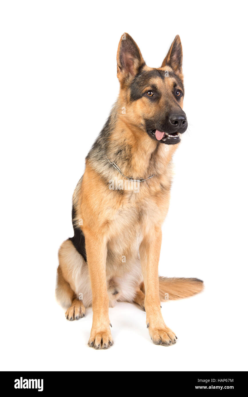 Hund, Deutscher Schäferhund, in einem weißen Hintergrund isoliert Stockfoto