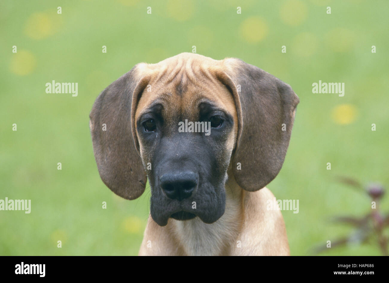 Deutsche Dogge Stockfoto