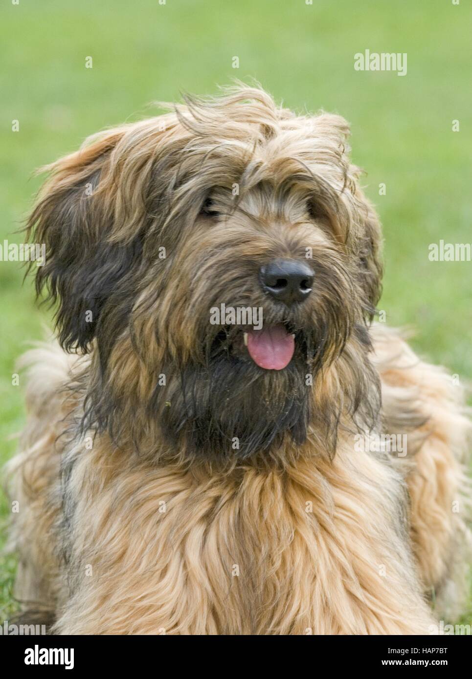 Briard, Berger de Brie Stockfoto