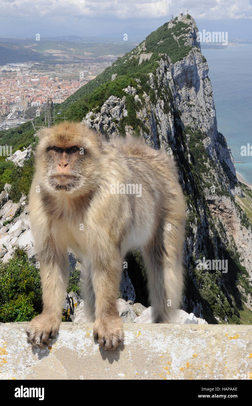 Gibraltar-Affen: nur wild lebenden Affen in Europa und Blick auf den Felsen von Gibraltar im Hintergrund. Foto aufgenommen am: 23. April 2011 Stockfoto