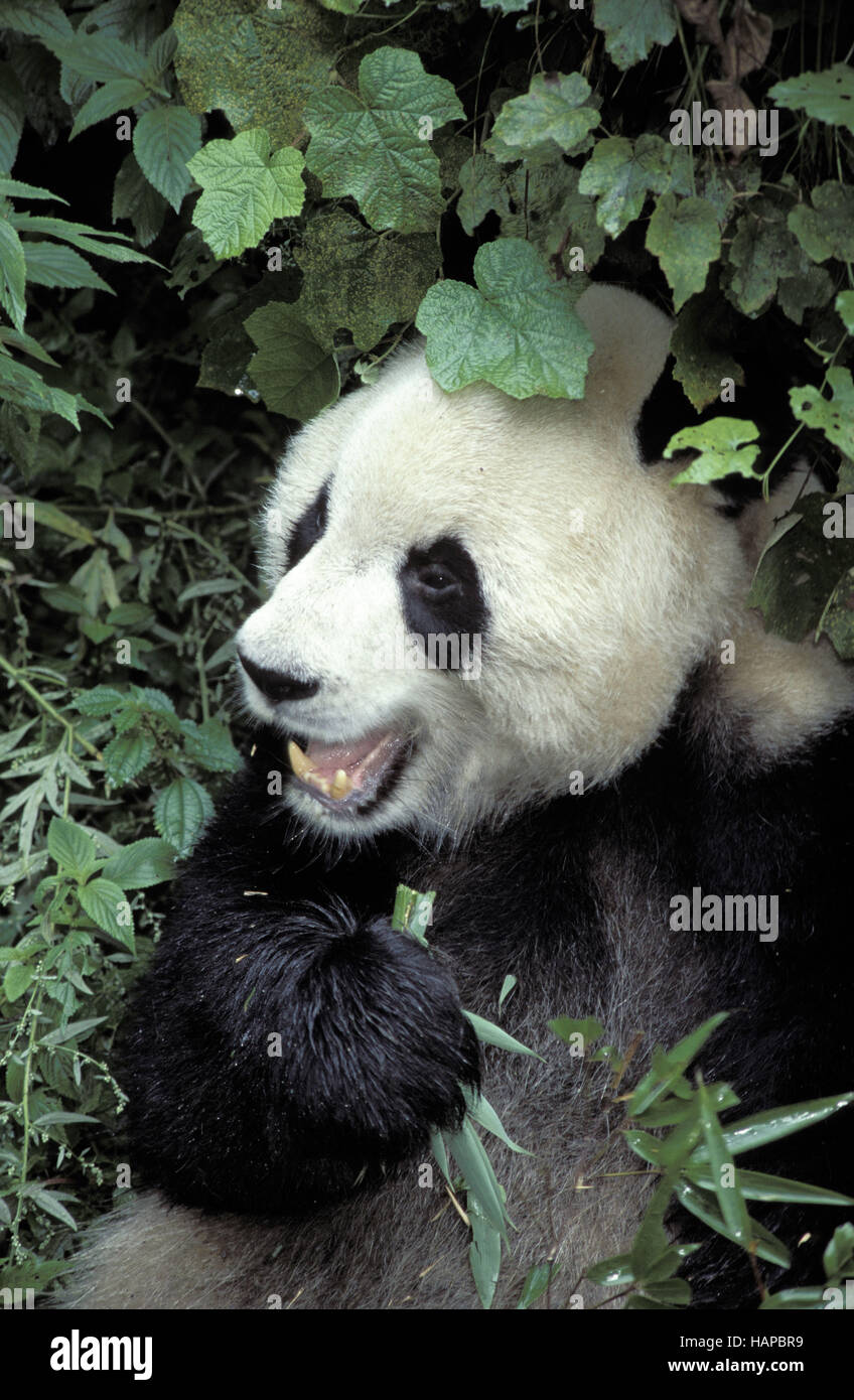 Großer Panda Stockfoto