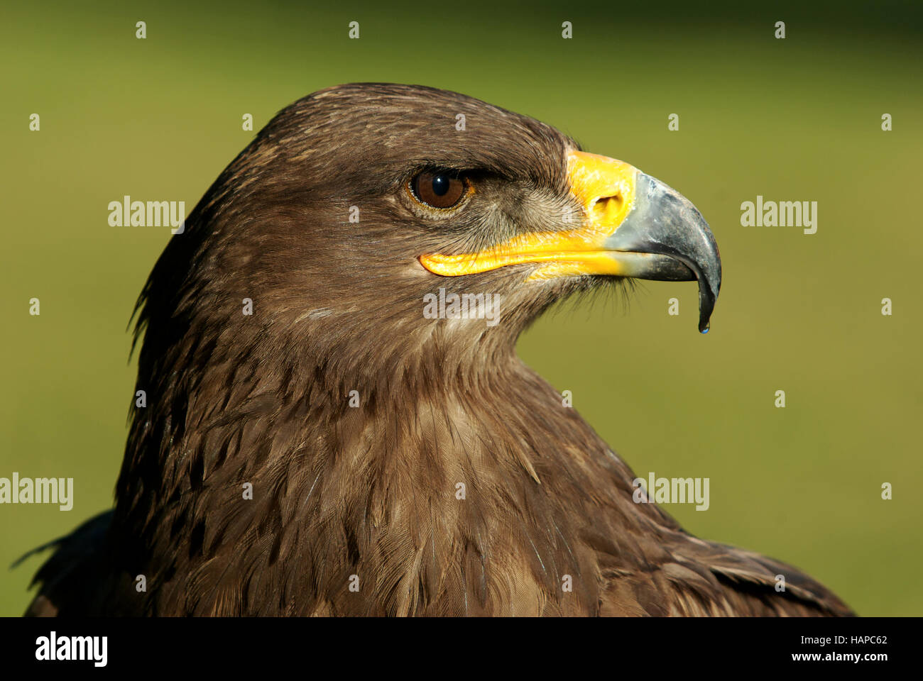 Steppe Eagle - Aquila nipalensis Stockfoto