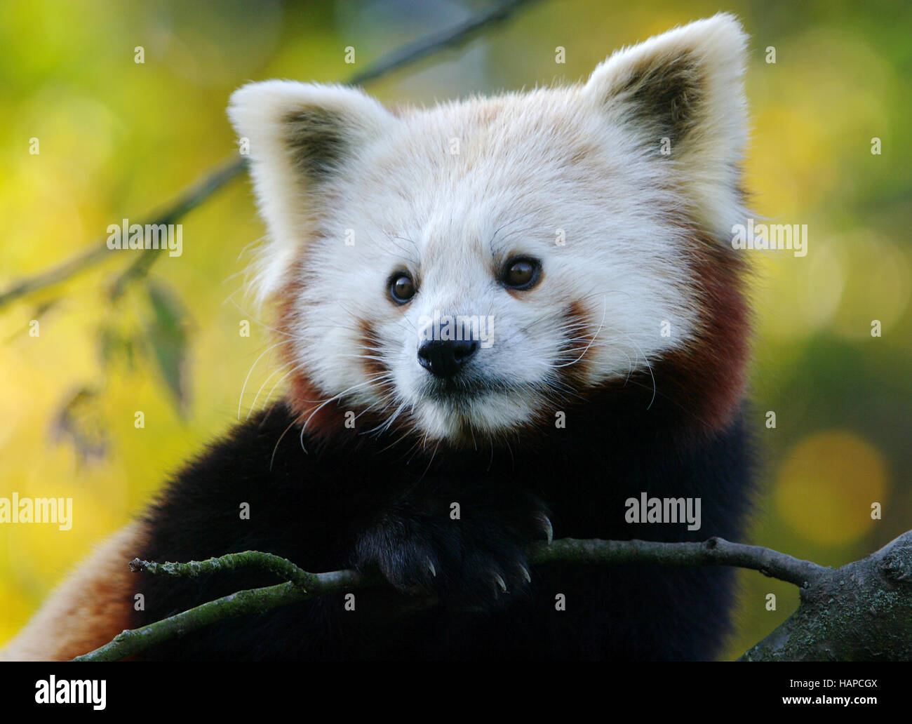 Chinesische kleine panda Stockfoto