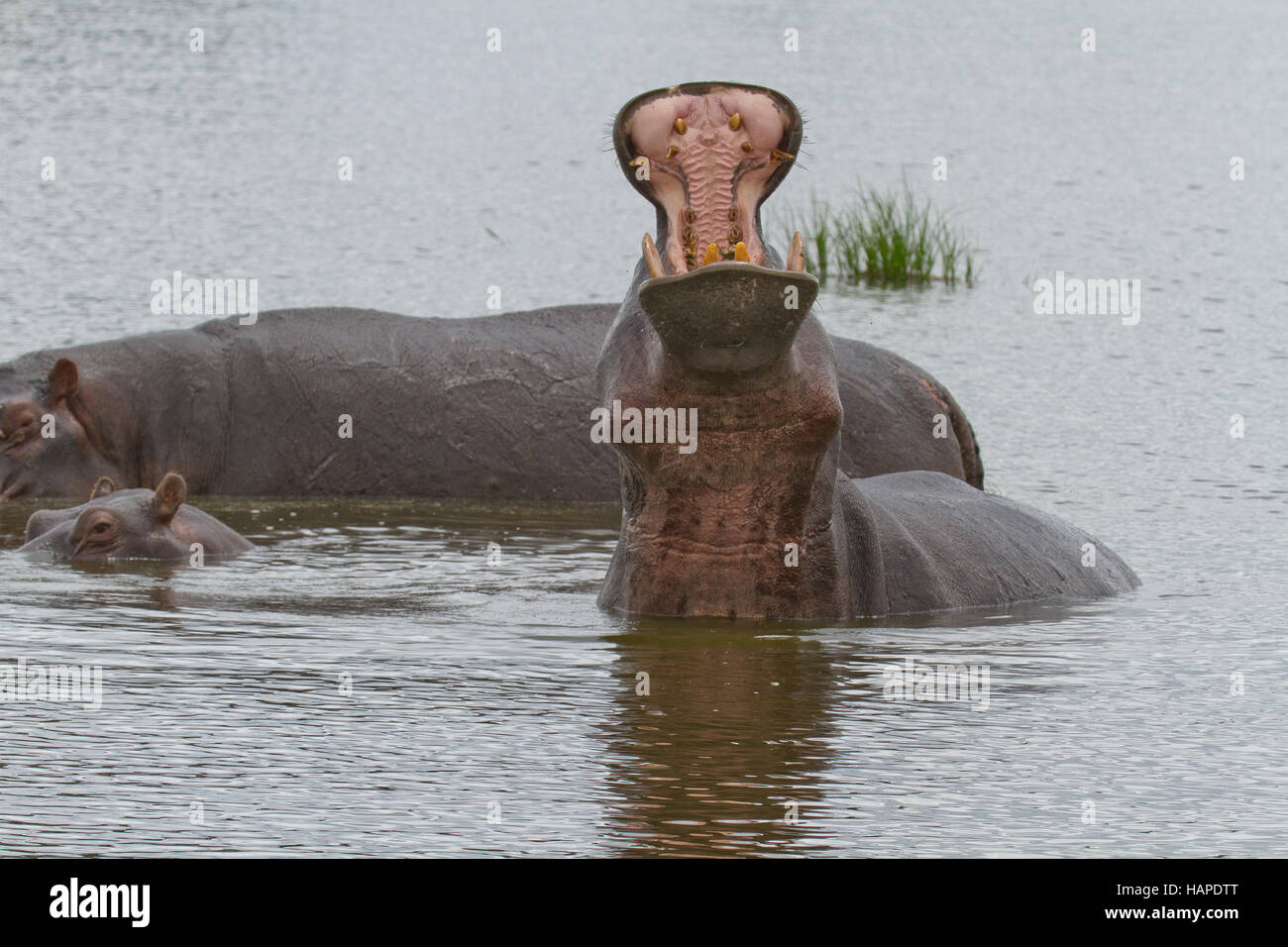 Nilpferd mit Mund weit offen im Wasser Stockfoto