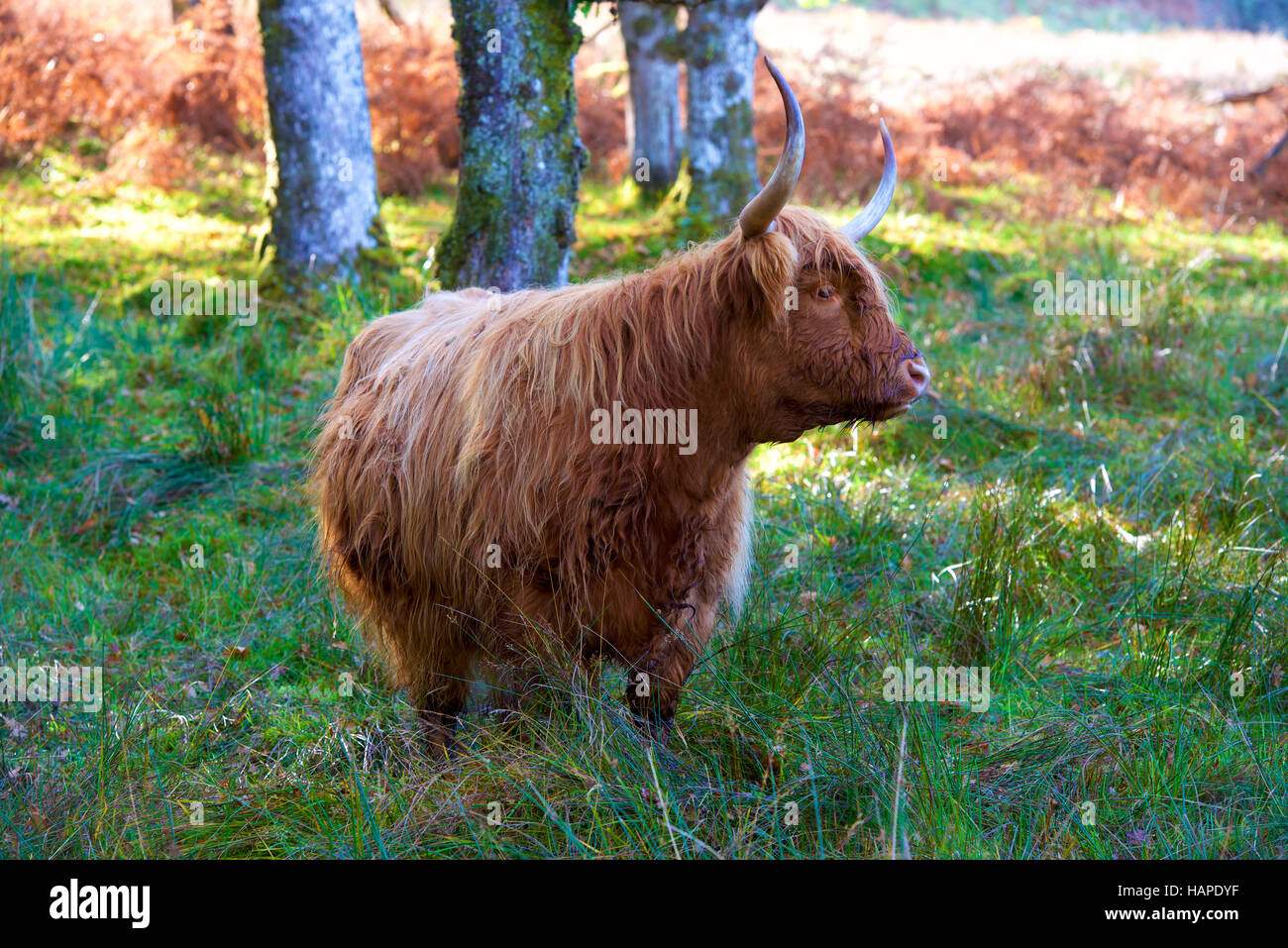 Highland Kuh. Schottland Stockfoto