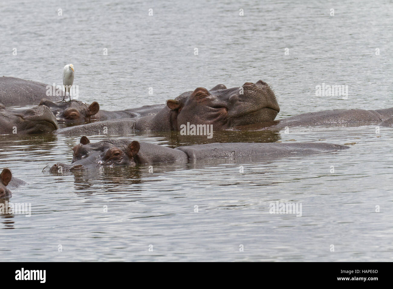 Flusspferde im Wasser Stockfoto